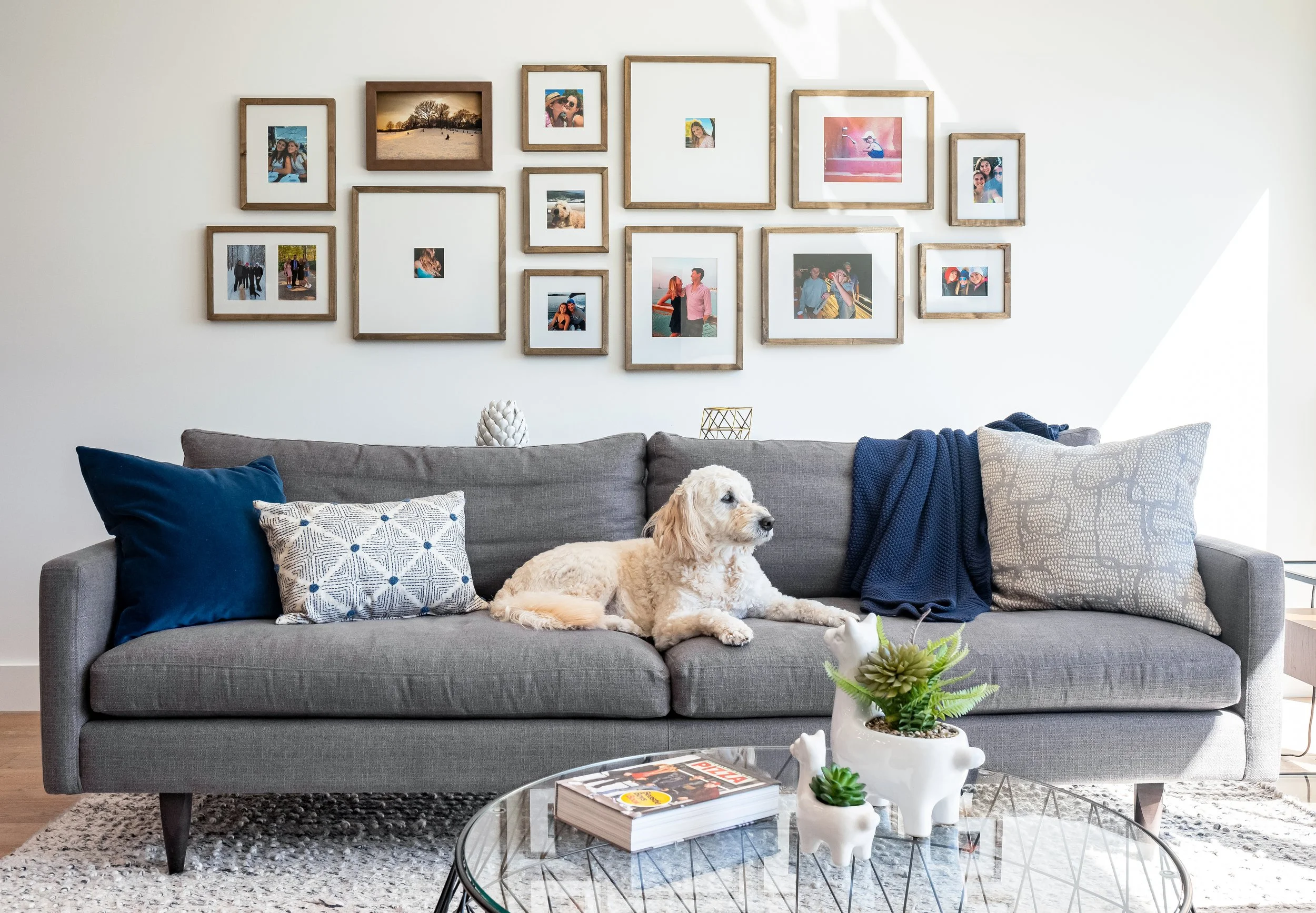 A friendly dog sits on a grey couch with throw pillows and blankets, underneath an array of framed family photos