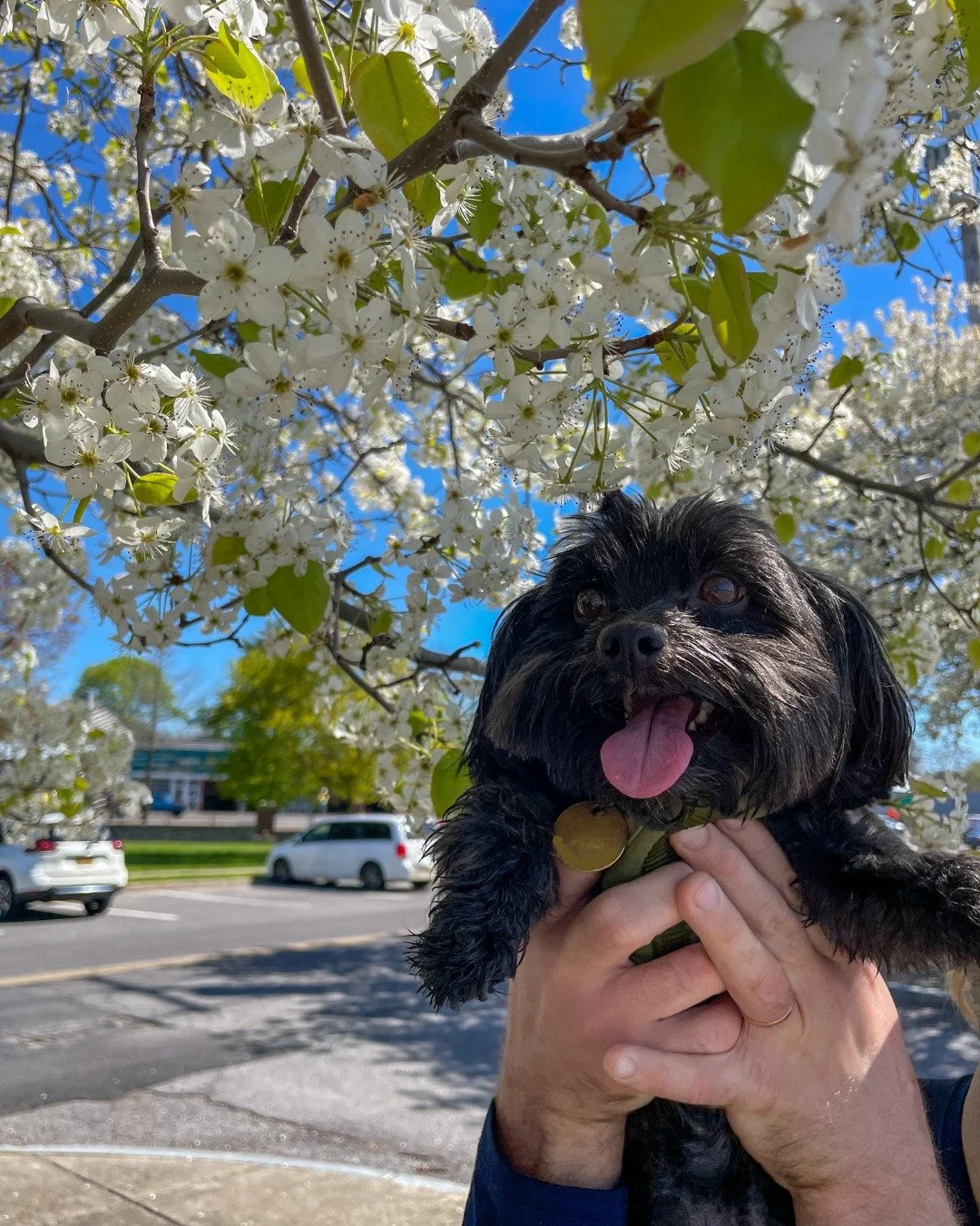 We took some time this morning to get some fresh air and soak up the sun! I think it's safe to say that Tofu (our officially unofficial mascot) had a blast! 🌸☀ 

Happy Monday, folx. I hope your week goes well, the weather is just right, and you find