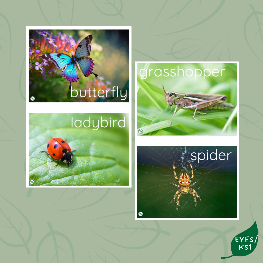 Minibeasts Flashcards (Real Life)