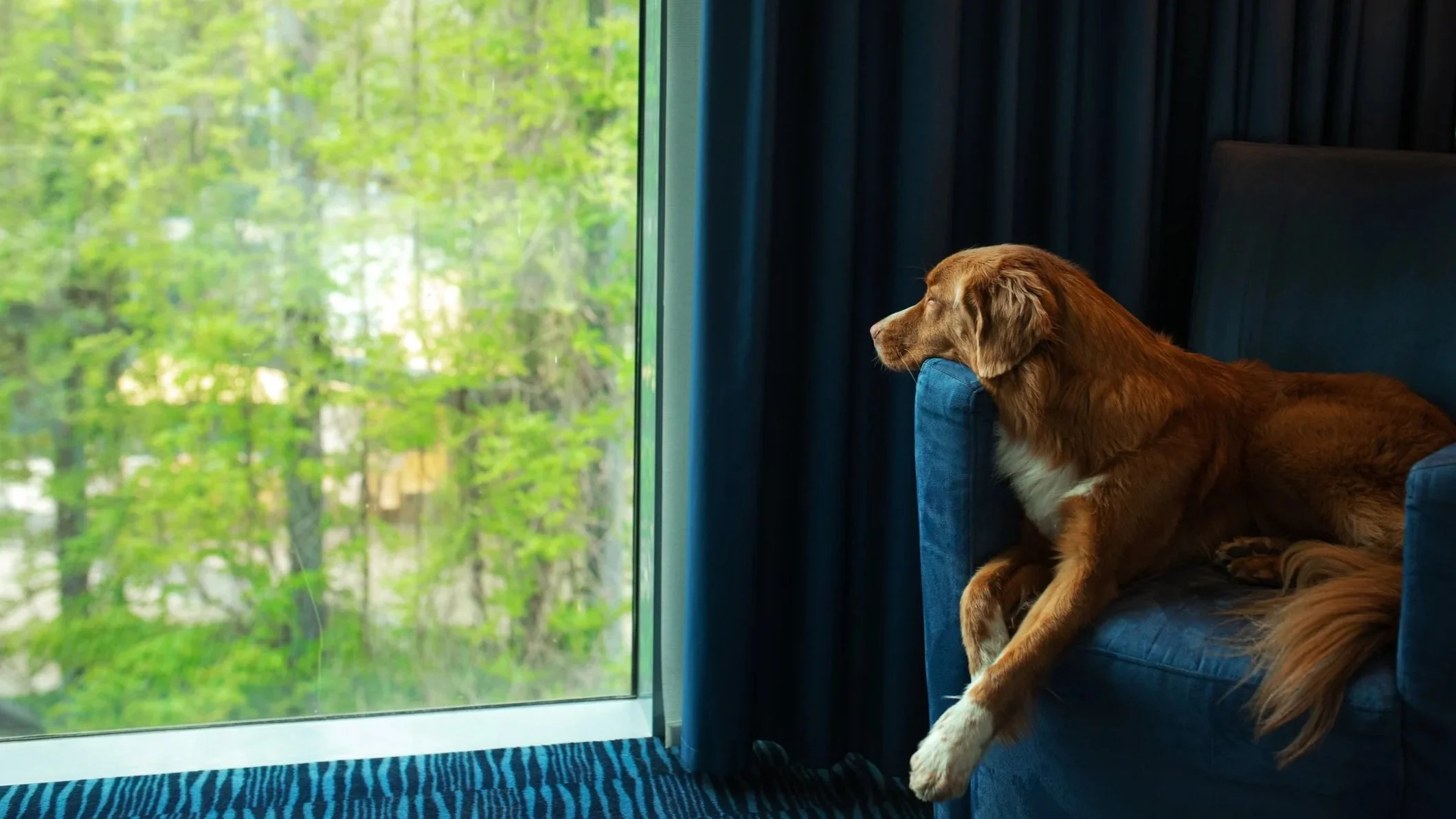 Golden retriever lounging on a deep blue armchair, looking out a large window toward green trees, suggesting a relaxed, real-life moment on performance upholstery.