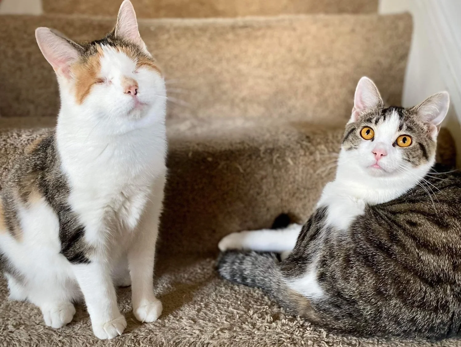 Crap Project Adoptable Cats — Stray Animal Adoption Program