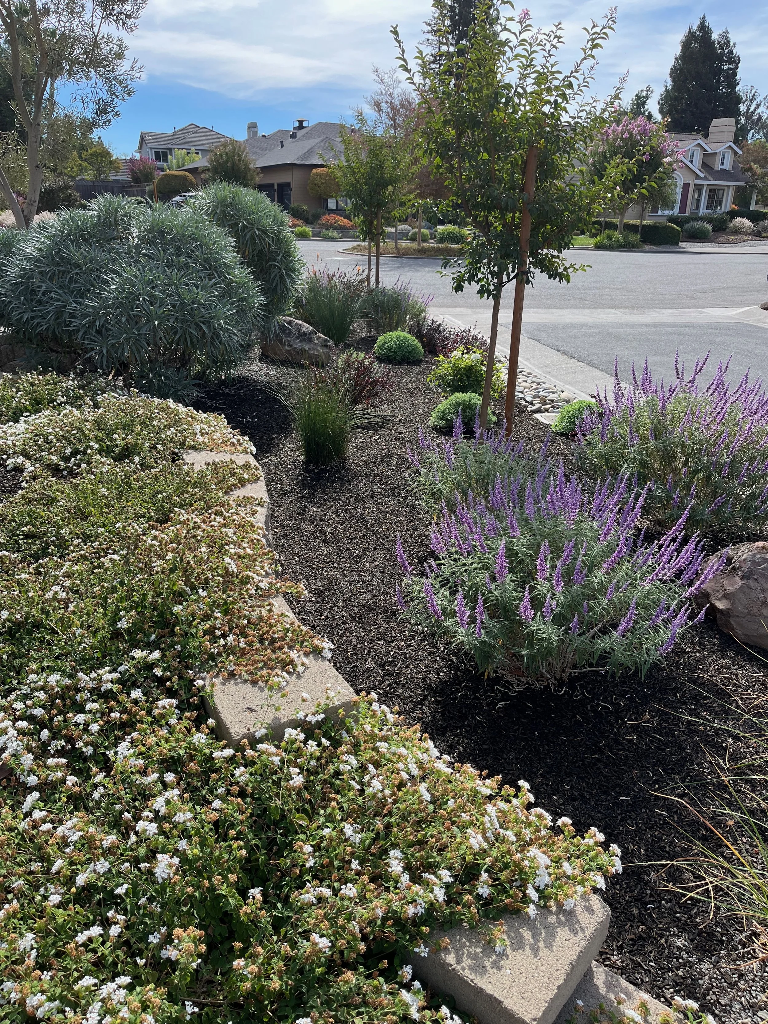 Lantana trails over block wall with Salvia Leucantha and other Mediterranean style plantings in Petaluma CA.