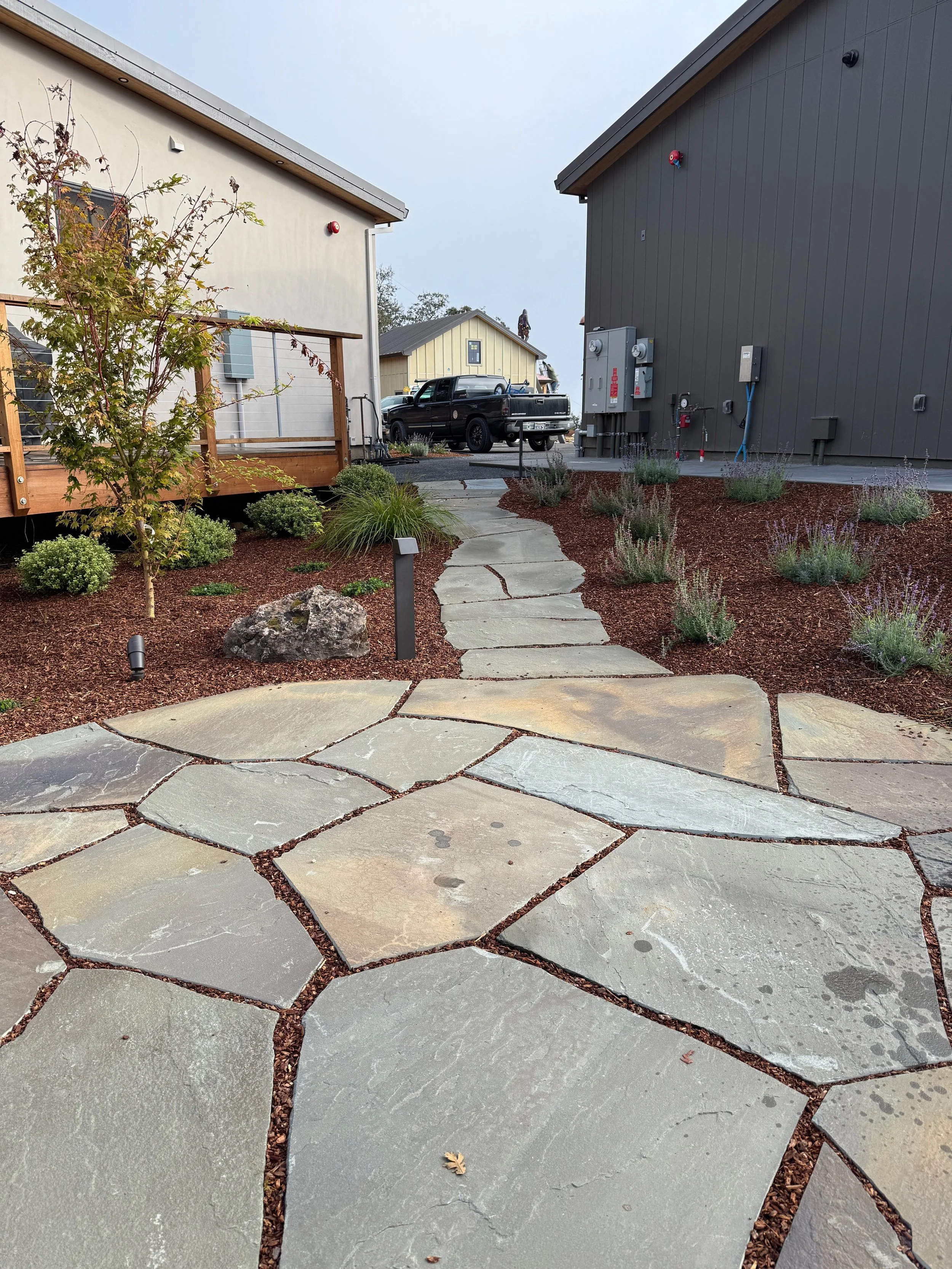 Bluestone patio and Japanese Maple
