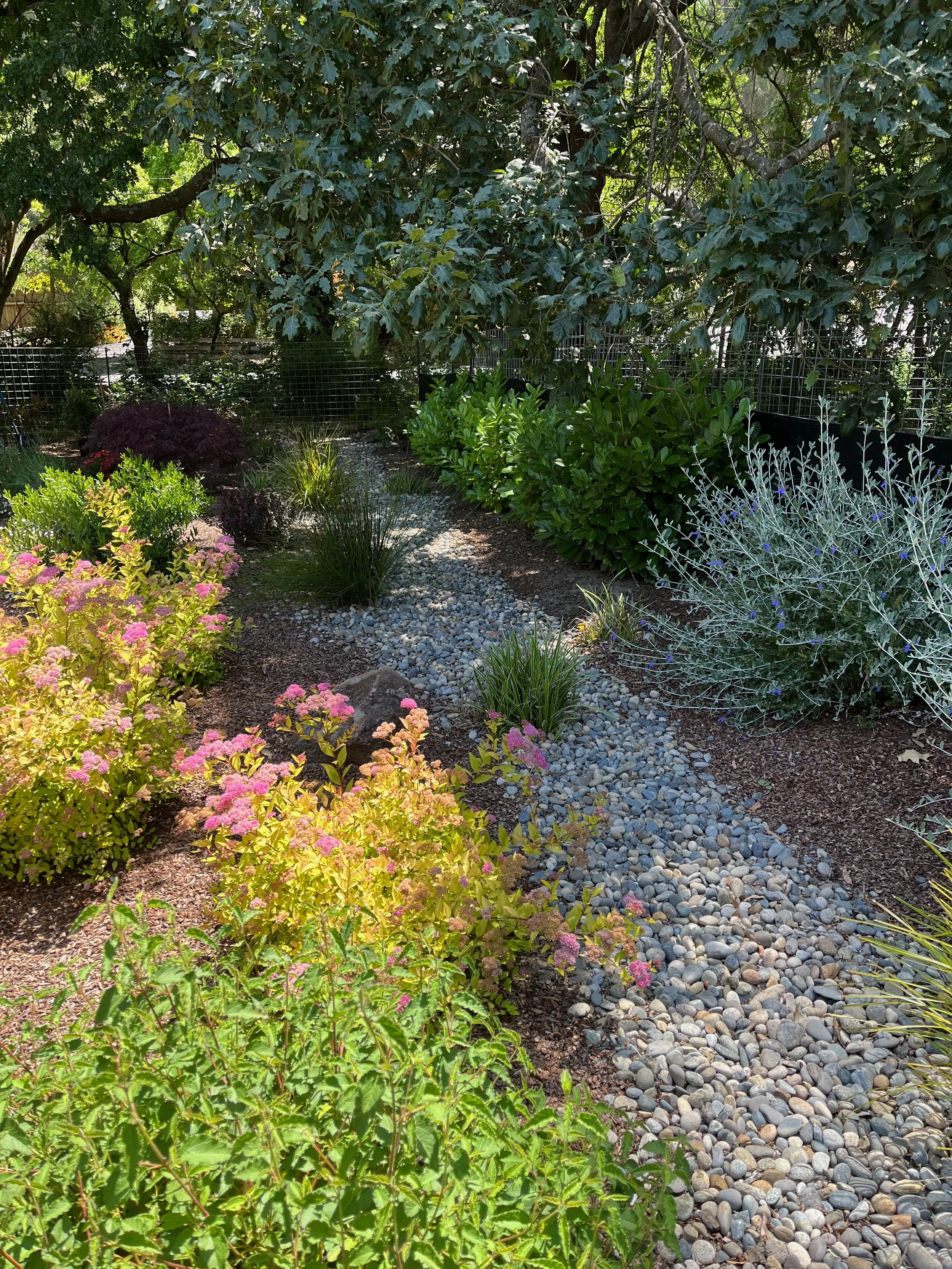 Dry creekbed with colorful plantings in Cotati, CA.