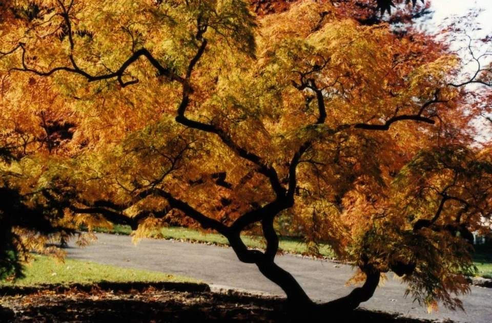 apanese maple tree with vibrant red foliage in a professionally landscaped Sonoma County garden featuring decorative gravel, boulders, and ornamental grasses.