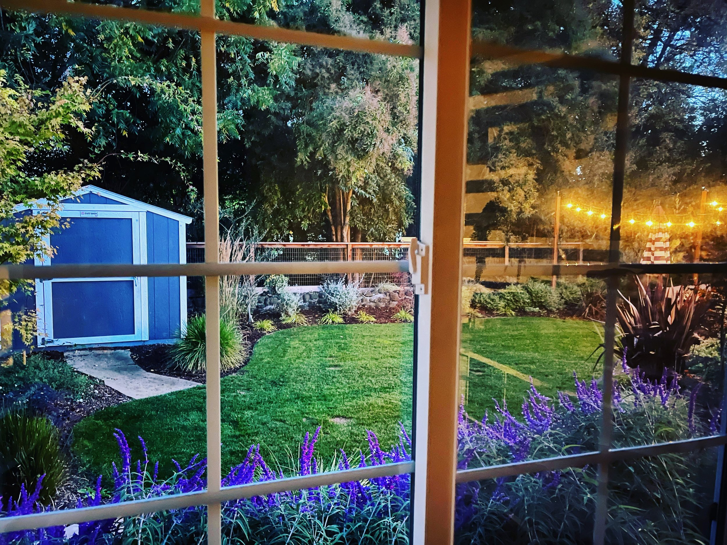 Backyard view with market lighting and lawn and colorful Salvia plants under window. 