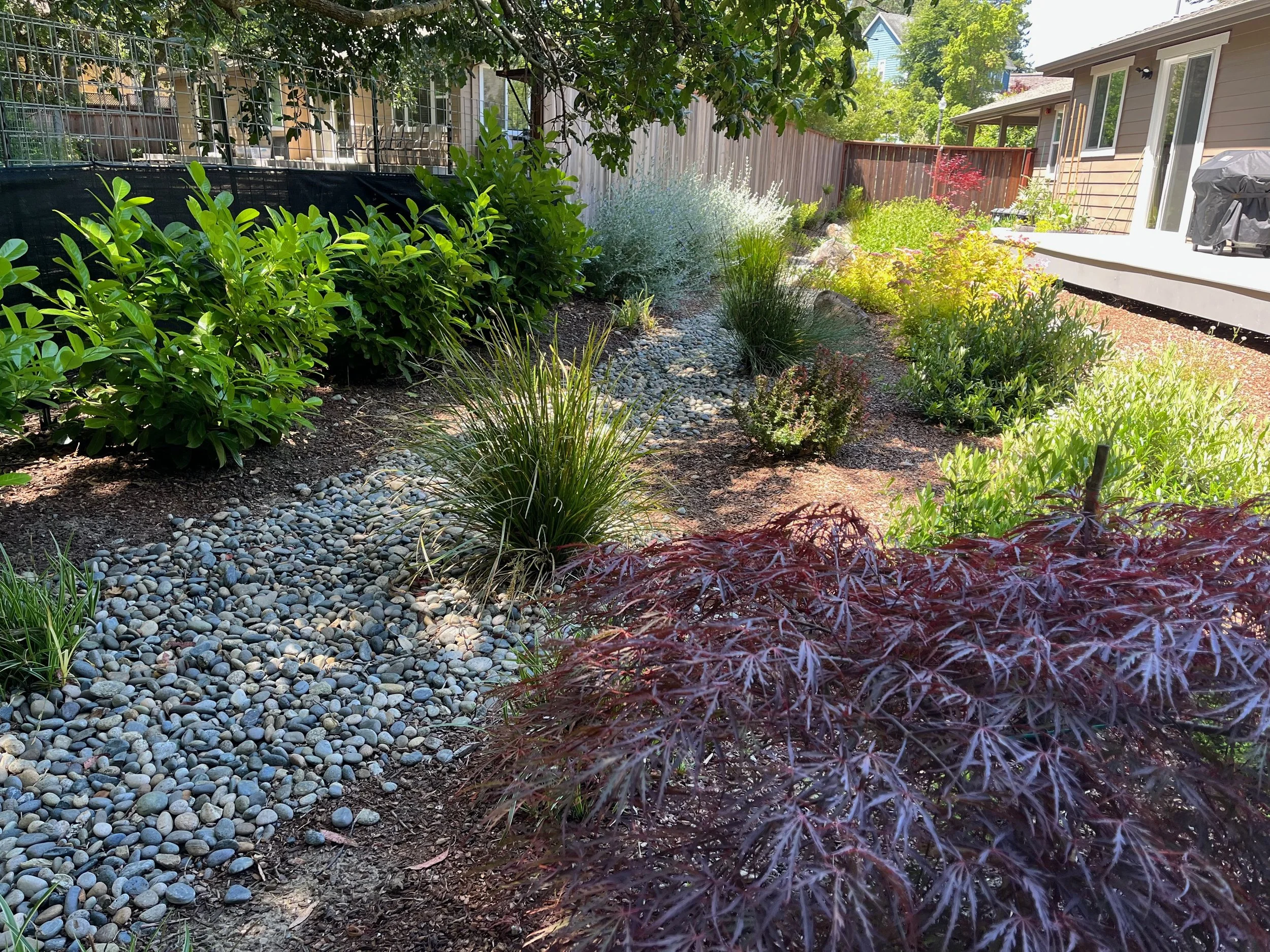 Japanese style garden and dry creekbed landscape in Cotati, CA.