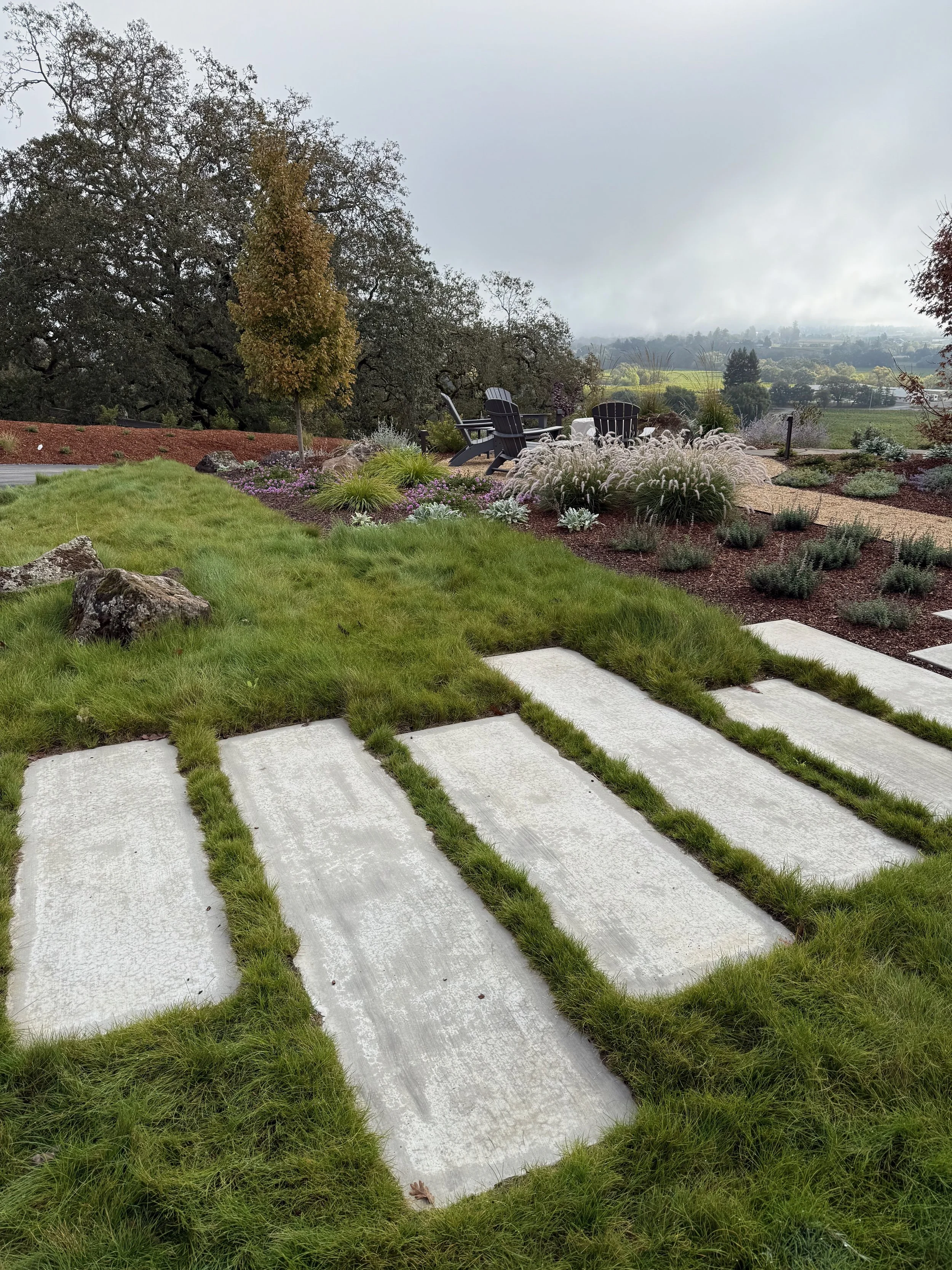 Modern walkway with surrounding No-mow fescue in Windsor, CA.