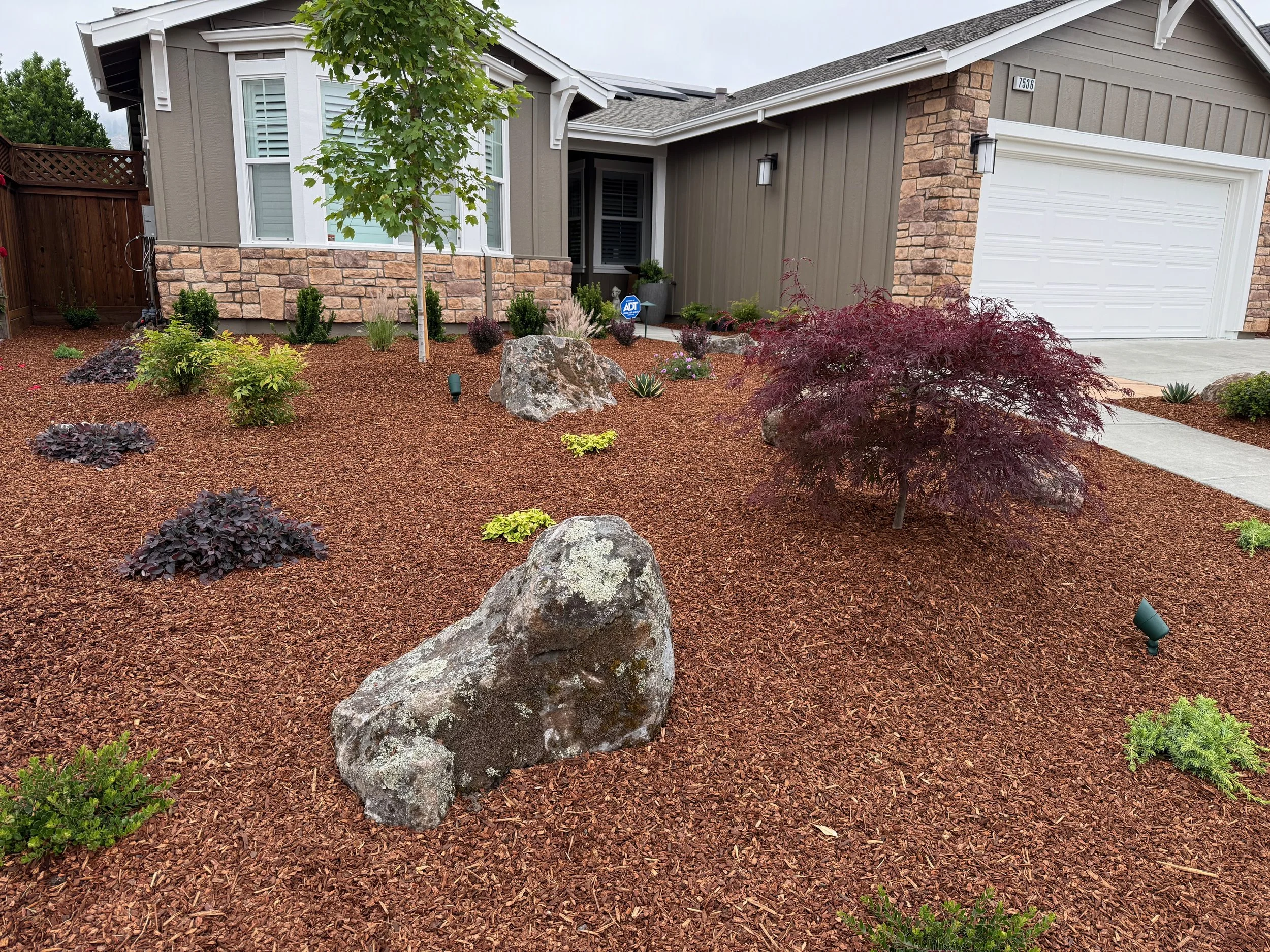 Front yard remodel with mossy boulders and native planting including a Japanes Maple tree and October Glory Maple tree in Oakmont, CA.