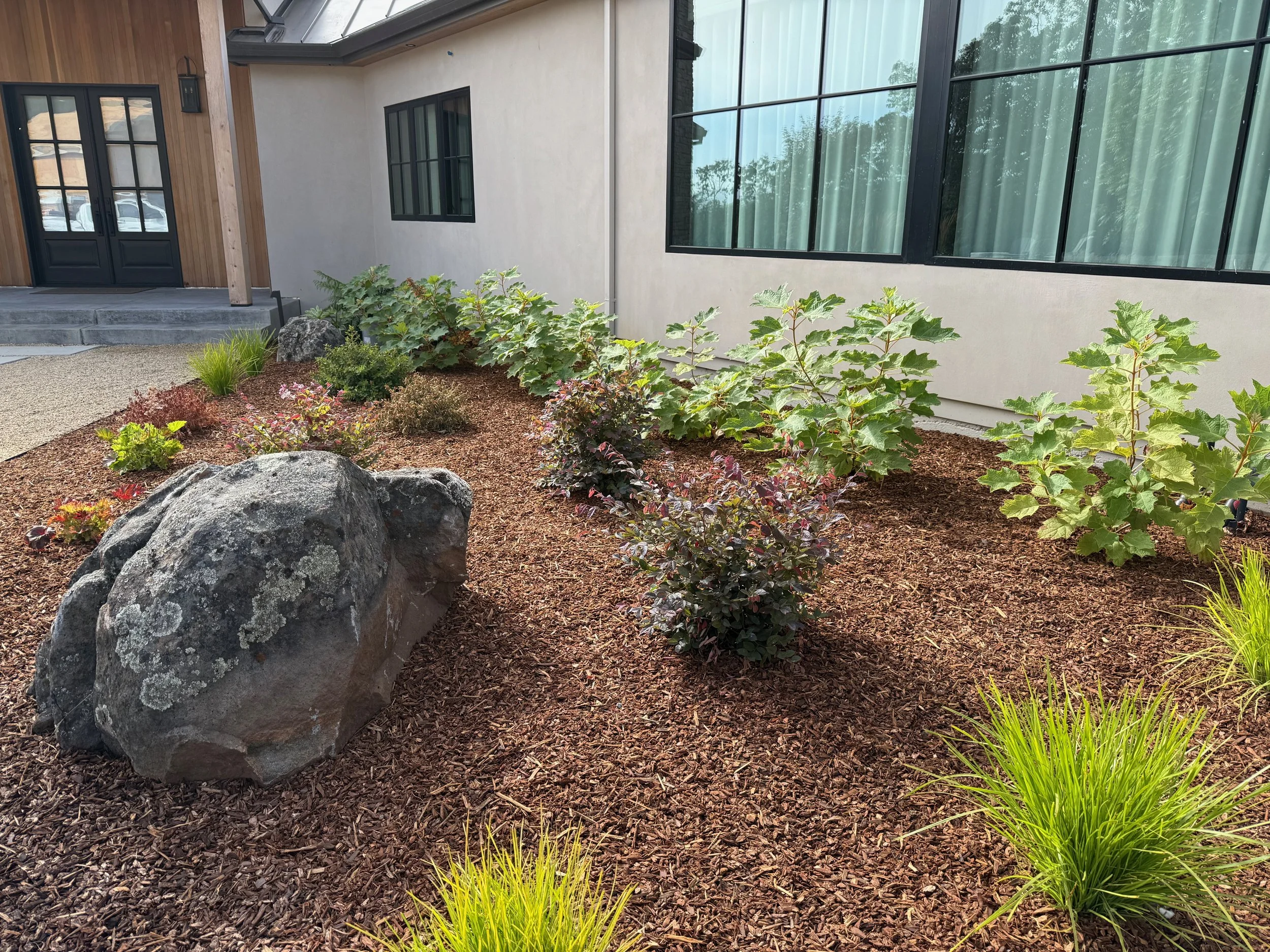 Shade garden in Windsor, CA with mossy boulders and oak leaf Hydrangeas.