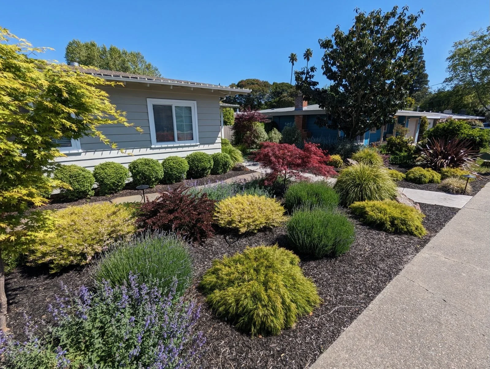 Low maintenance front yard landscape in West Petaluma, CA.