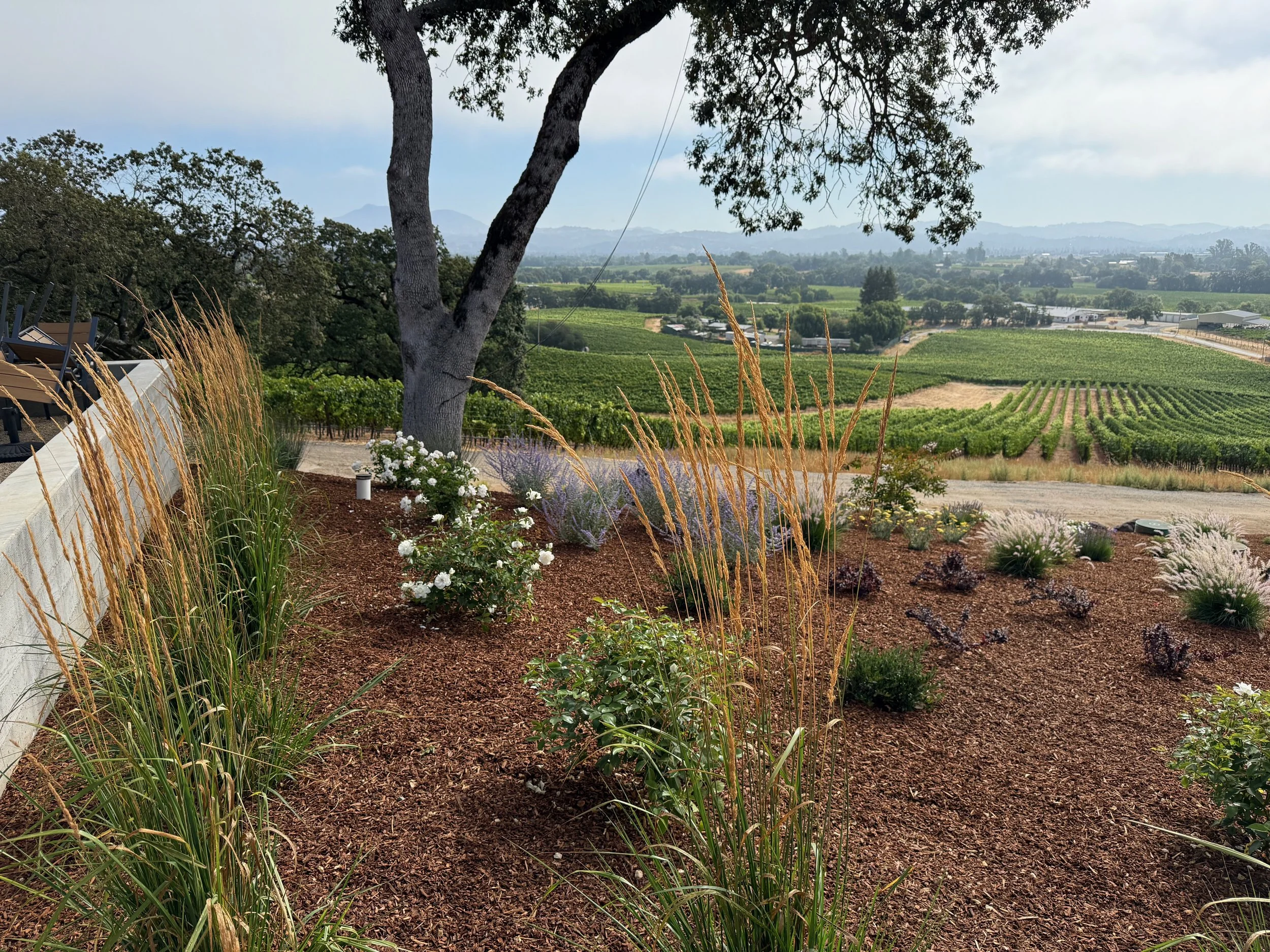 Ornamental grasses and roses on a hillside with view of surrounding vineyard.