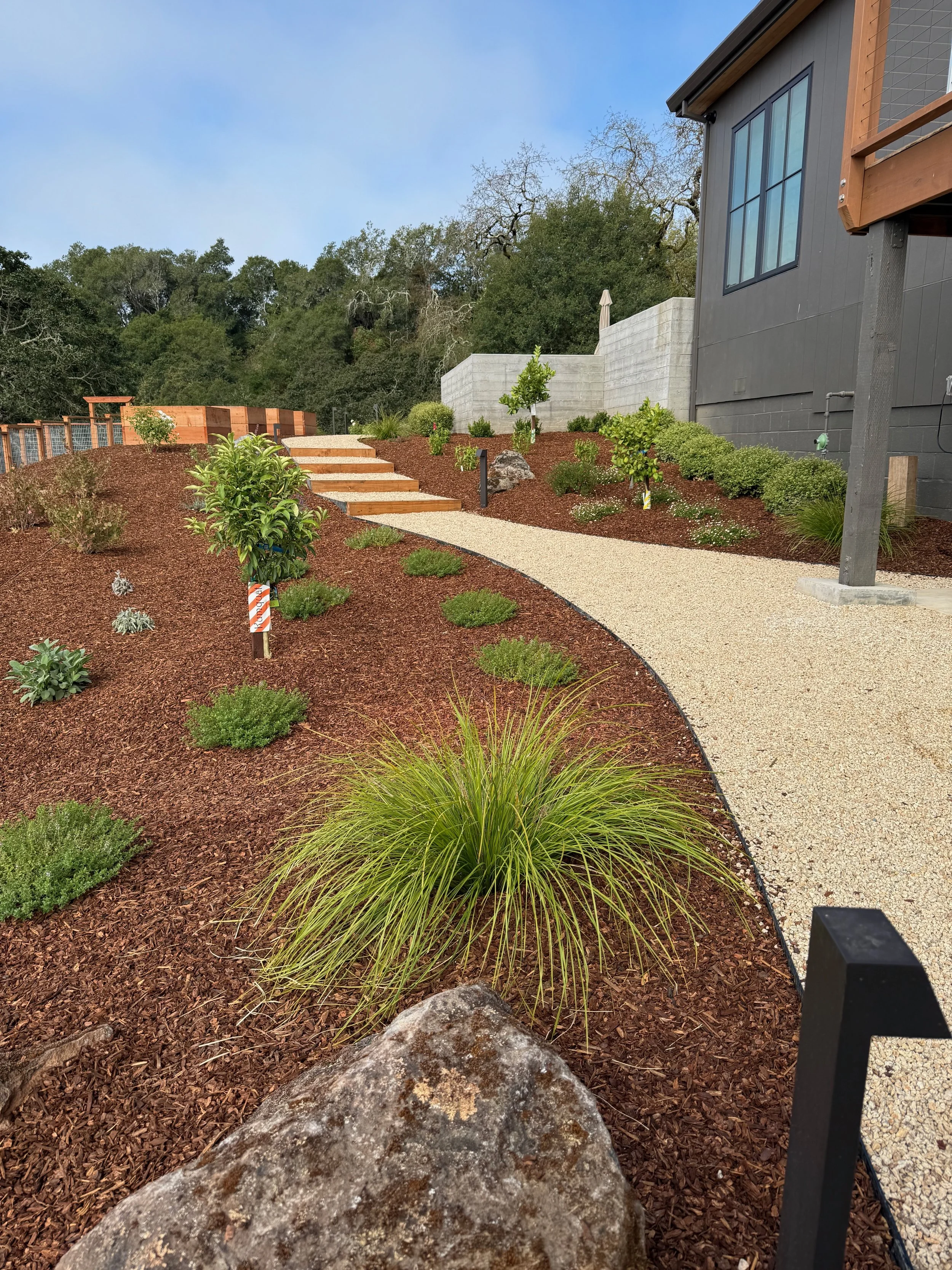 Lomandra grass along side gravel walkway with steel edging and outdoor path lighting in Windsor, CA.