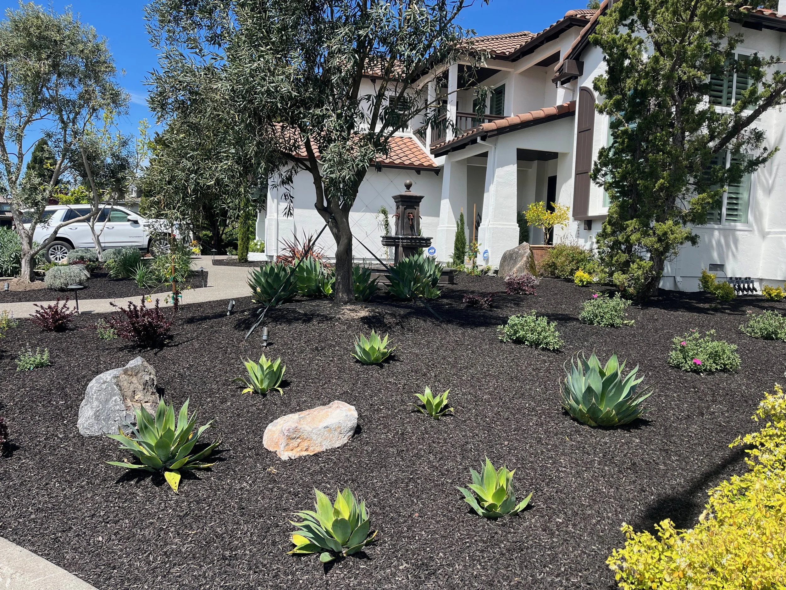 Agave plants and mature Olive trees in East Petaluma, CA.