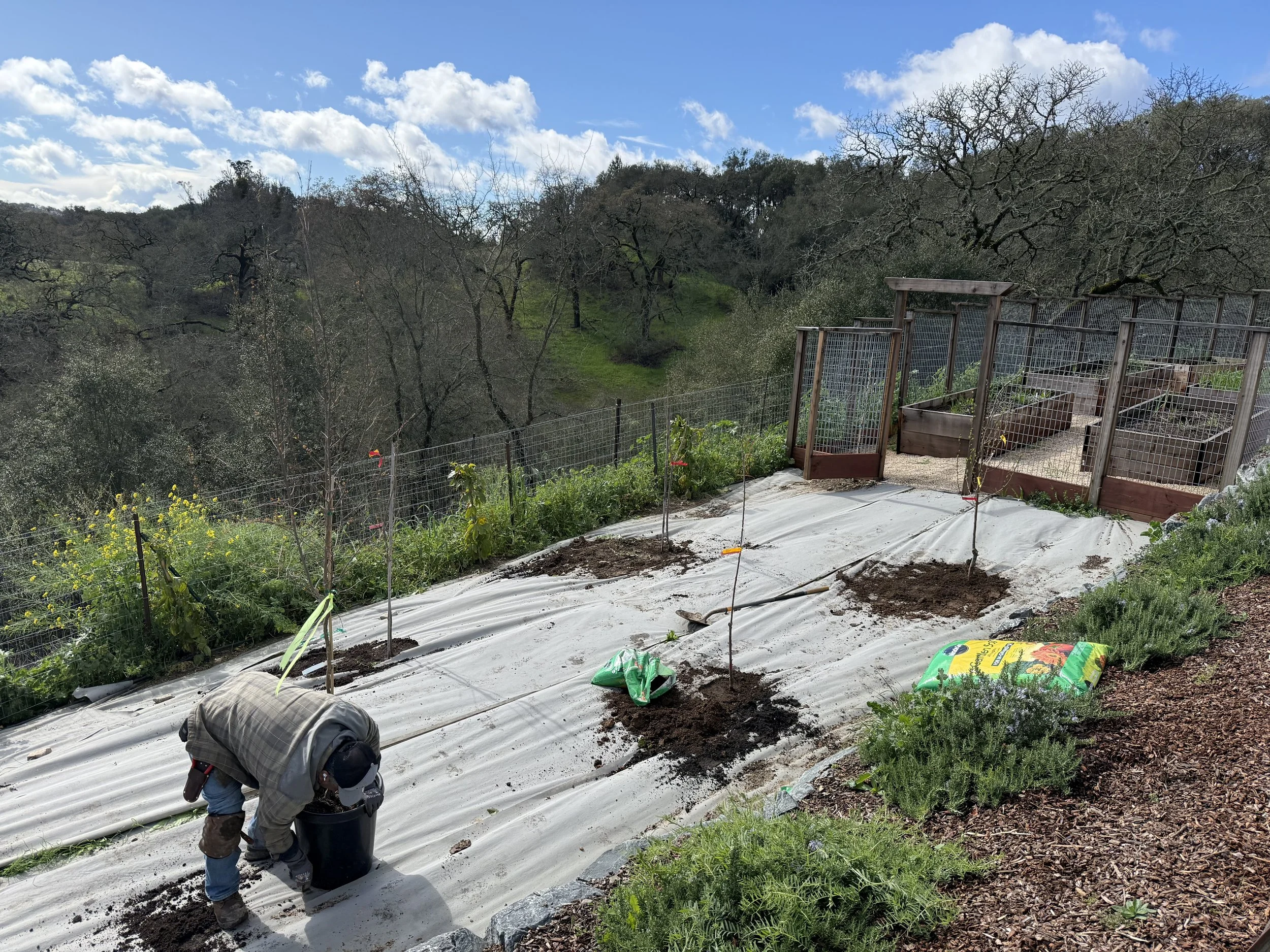 Mulch and Soil Preparation