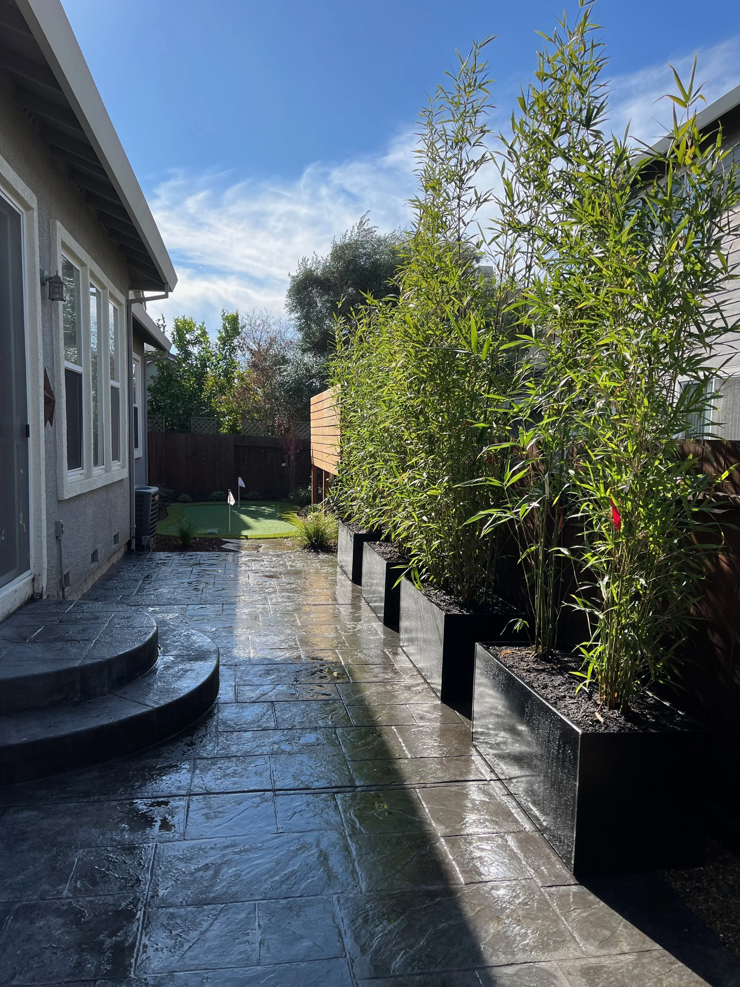 Petaluma backyard with stamped concrete patio and steps and bamboo screening.