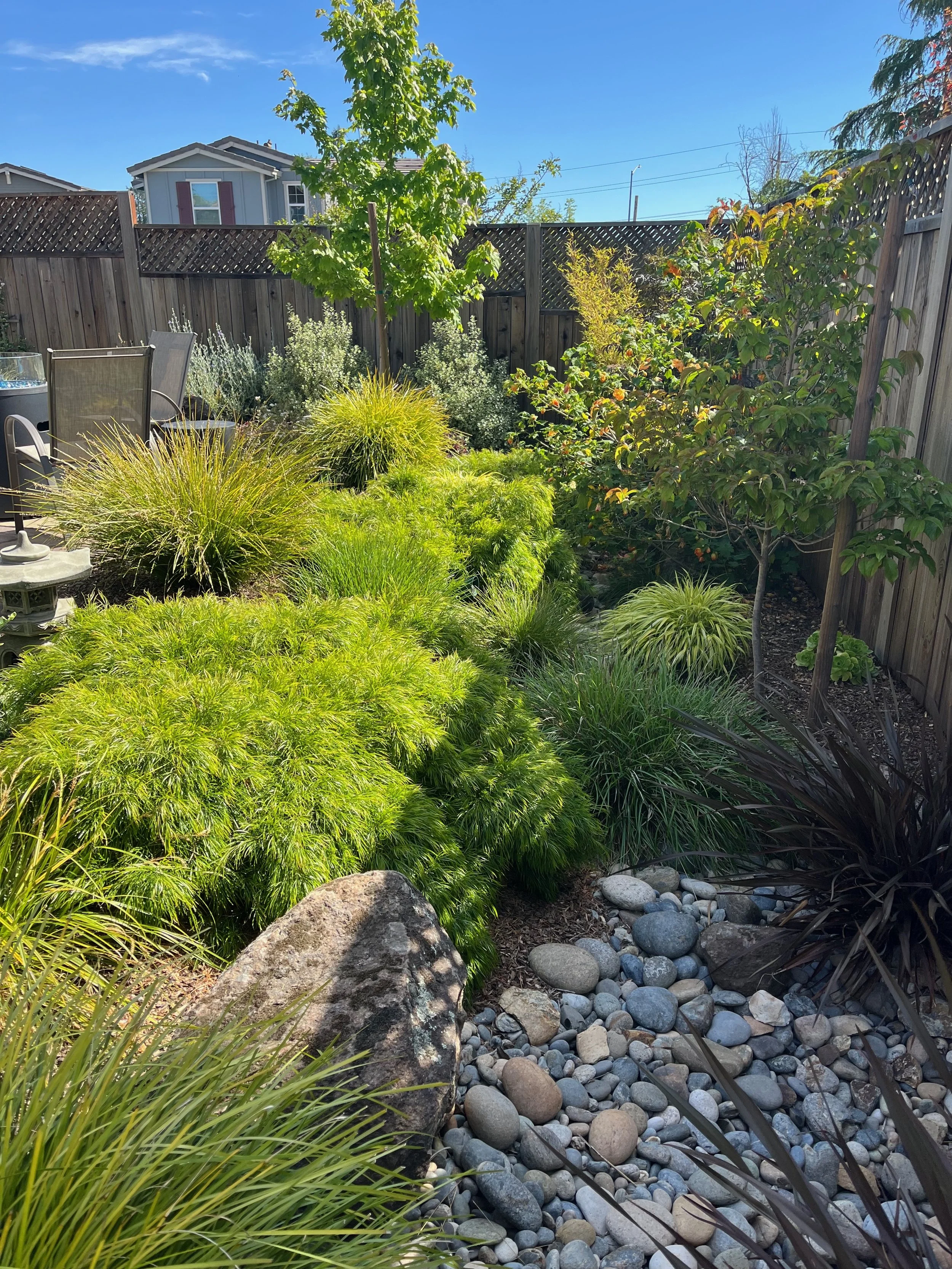 Dry creekbed and Japanese Style garden in Cotati, CA.