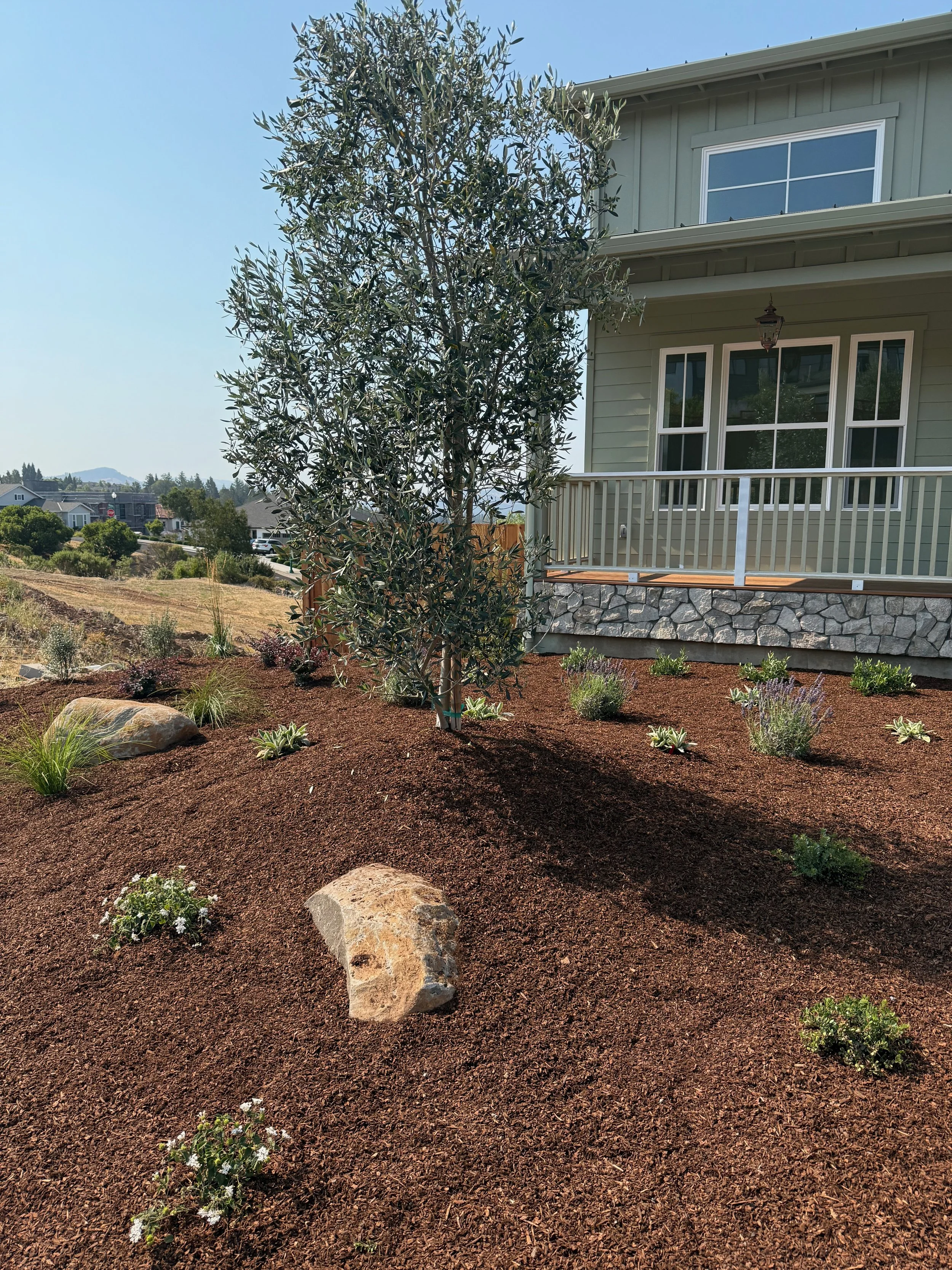 Landscape renovation in Fountaingrove Santa Rosa using large Olive trees and fountaingrove boulders. 