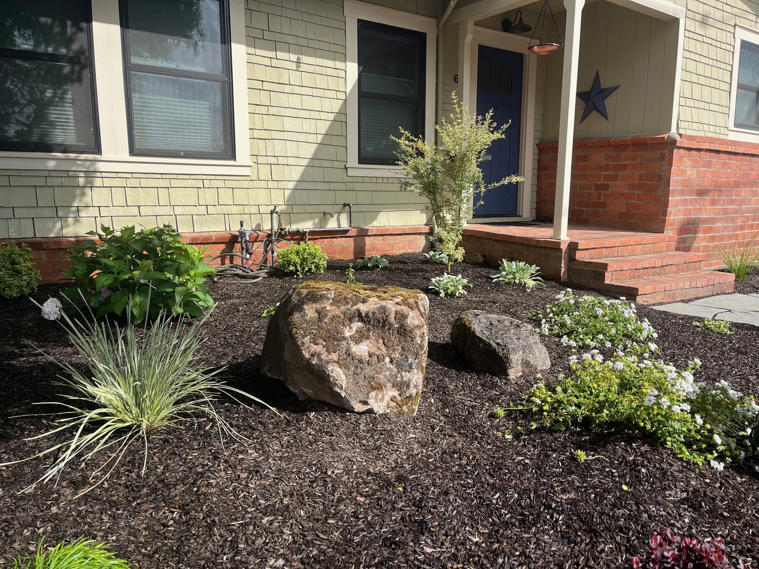 Front yard renovation with boulders and low maintenance plants in Petaluma, CA
