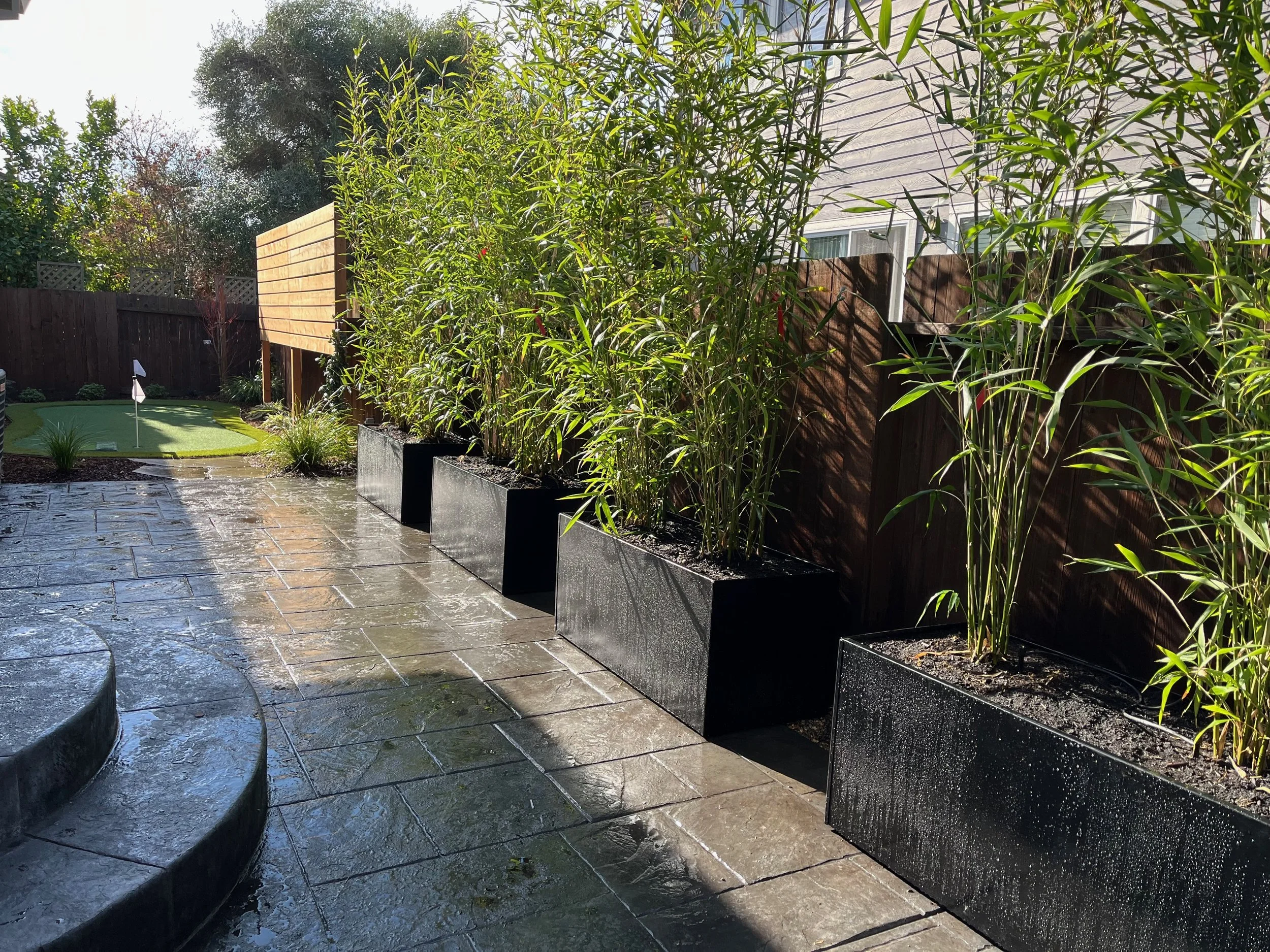 Stamped concrete patio and bamboo screening with rounded steps in Petaluma, CA.