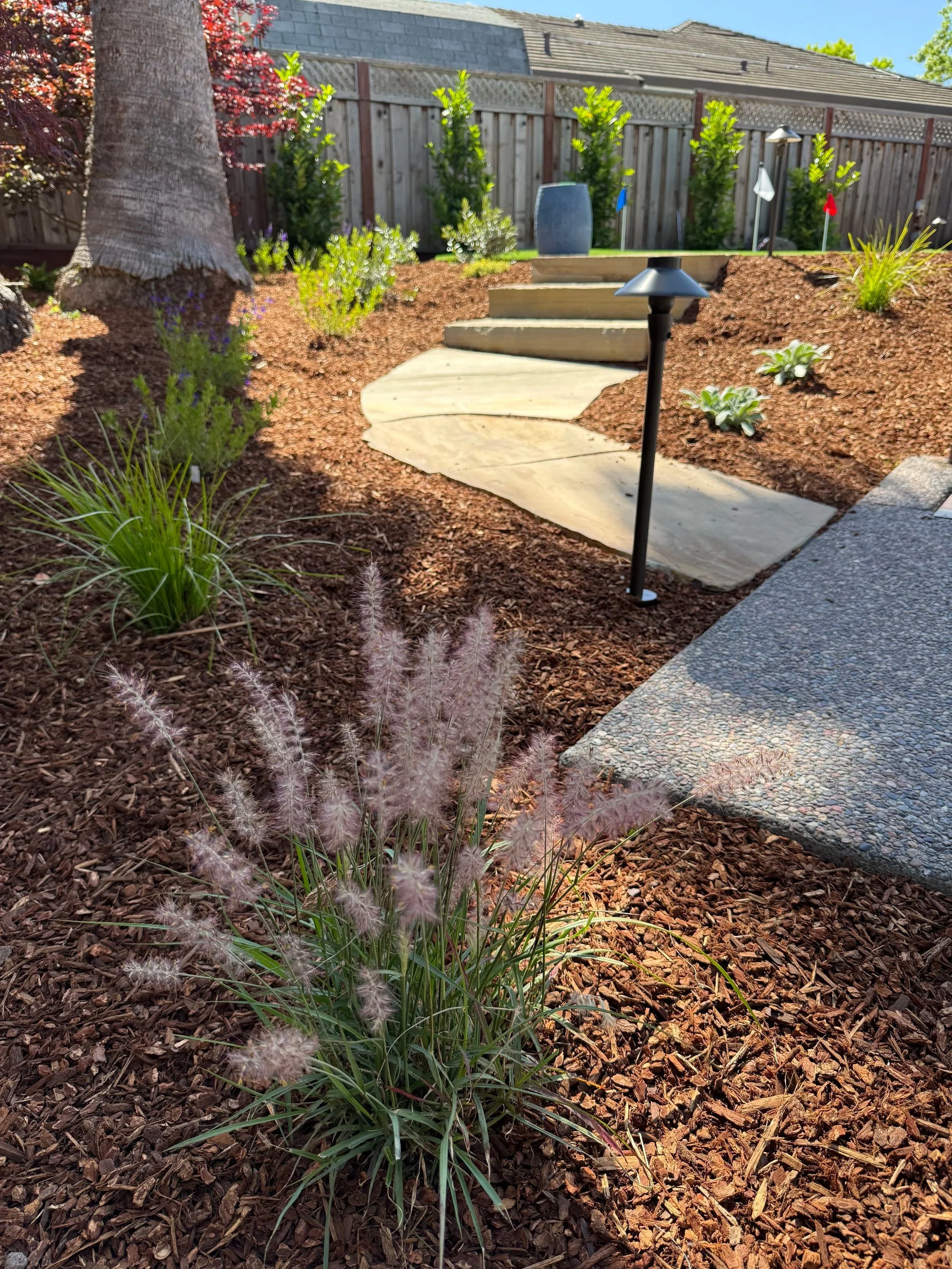 Ornamental Grasses