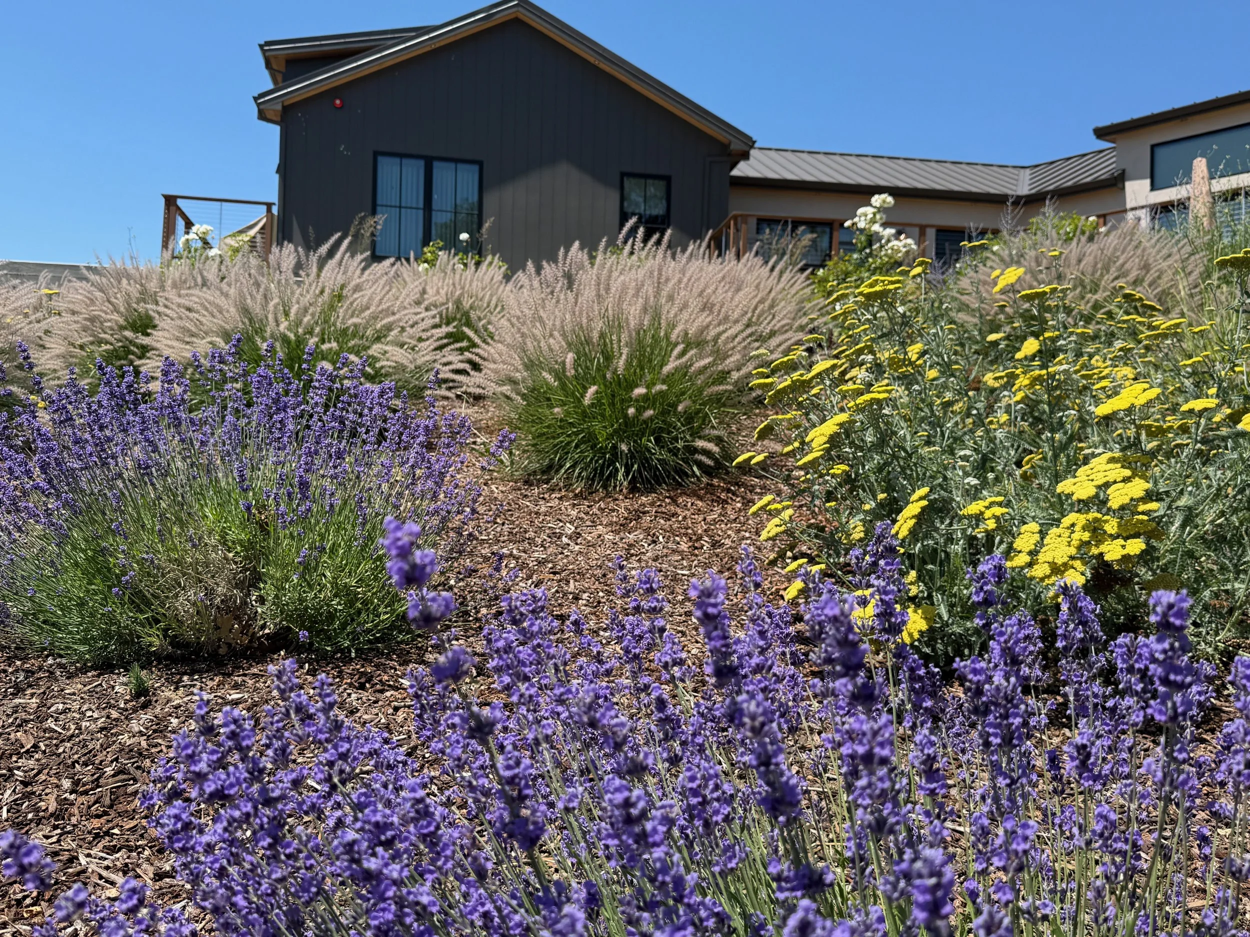 Lavender and Yarrow along hillside with ornamental grasses.