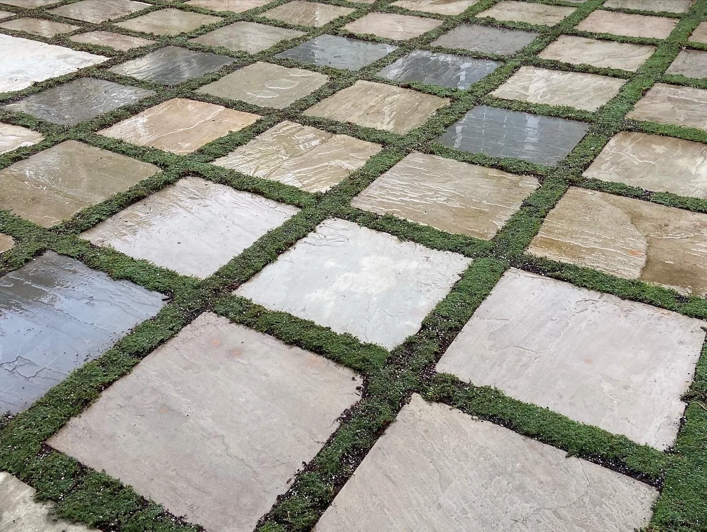 Square stone patio with creeping thyme in between.