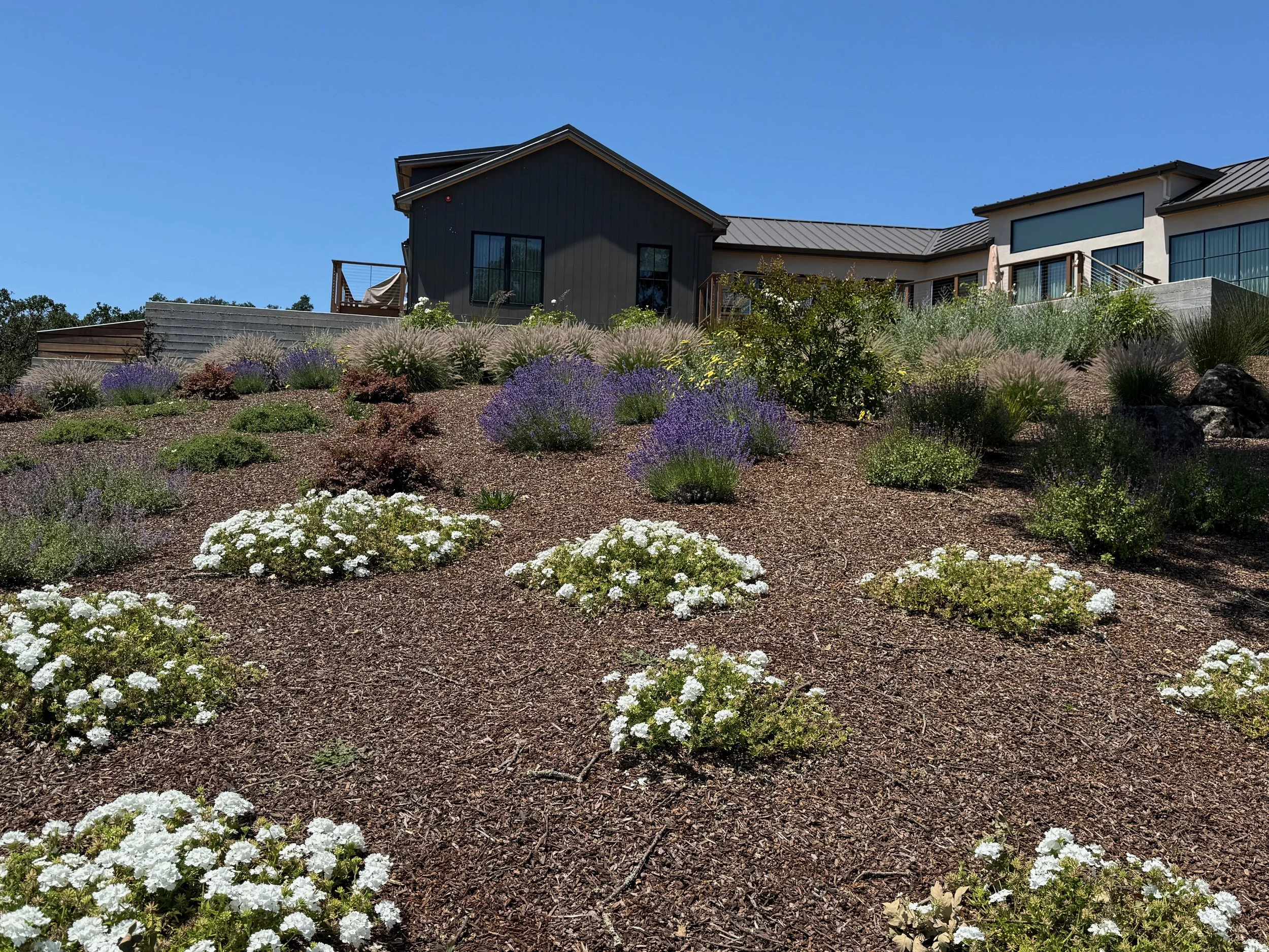 Hilside colorful plantings and ornamental grasses in Windsor, CA.