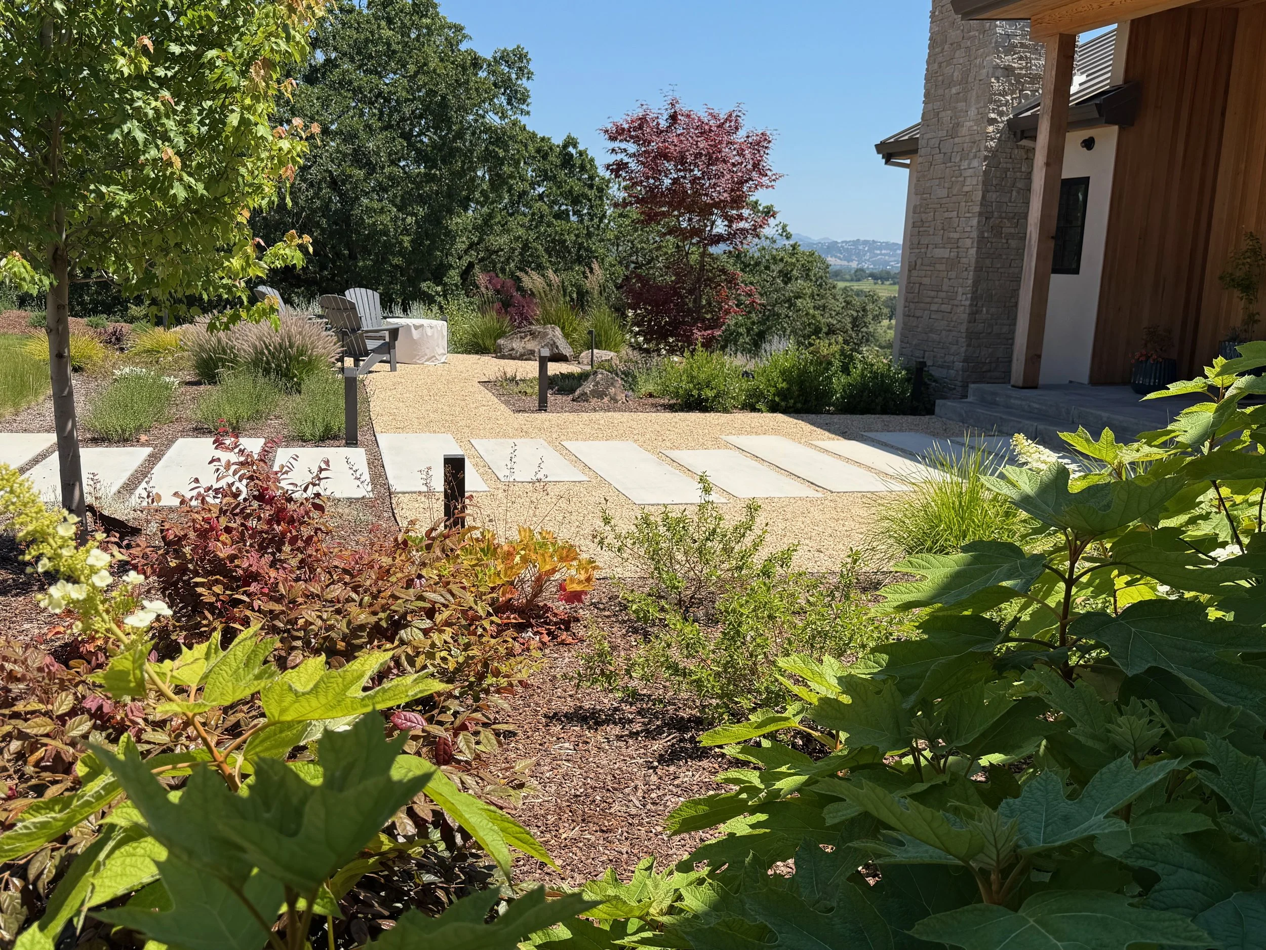 Oakleaf hydrangeas and Loropetalum surround modern entryway and gravel patio in Windsor, CA.