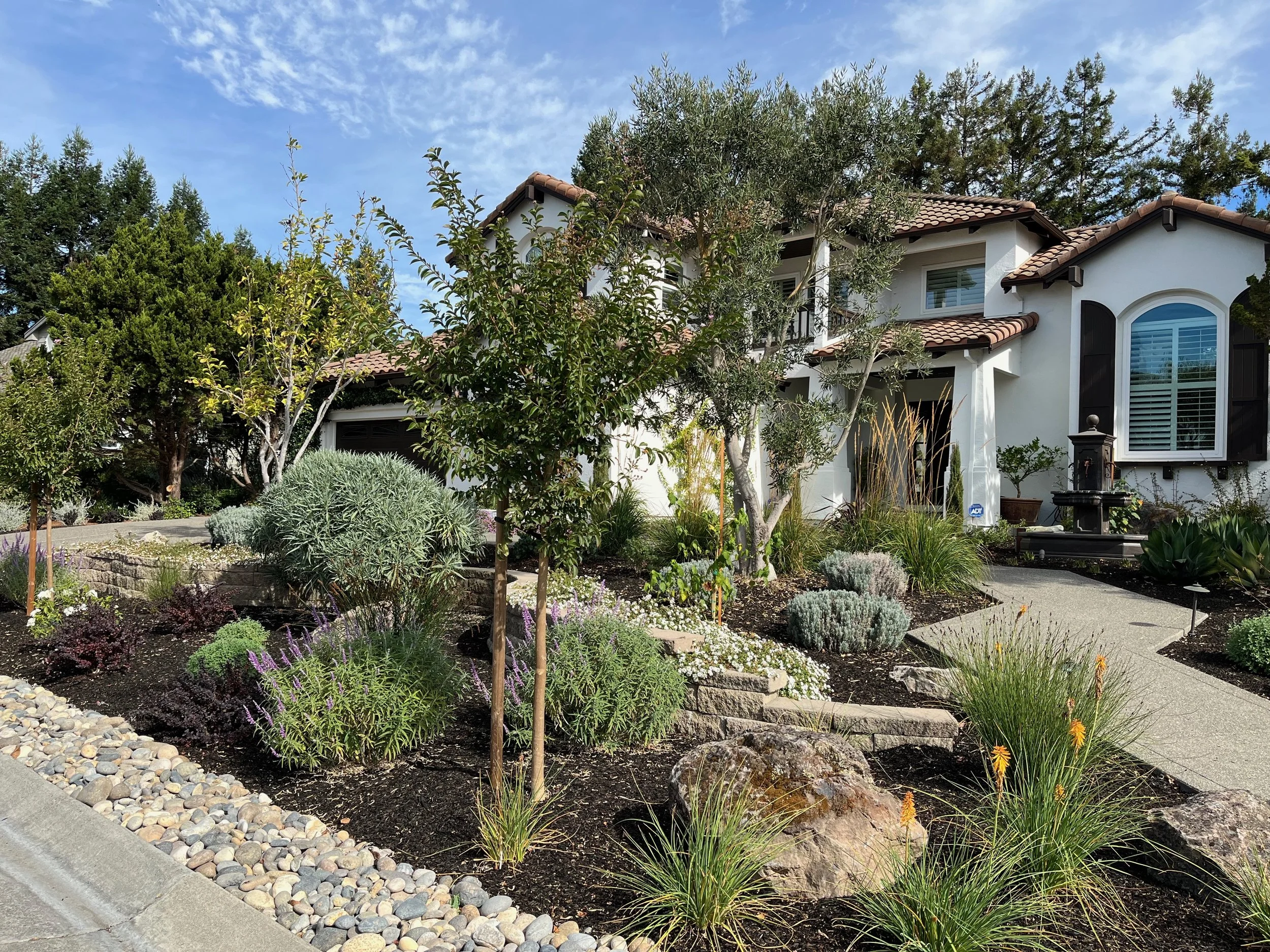 Mediterranean style garden with mature Olive tree, mossy boulders, and cobble drainage culvert in Petaluma, CA.