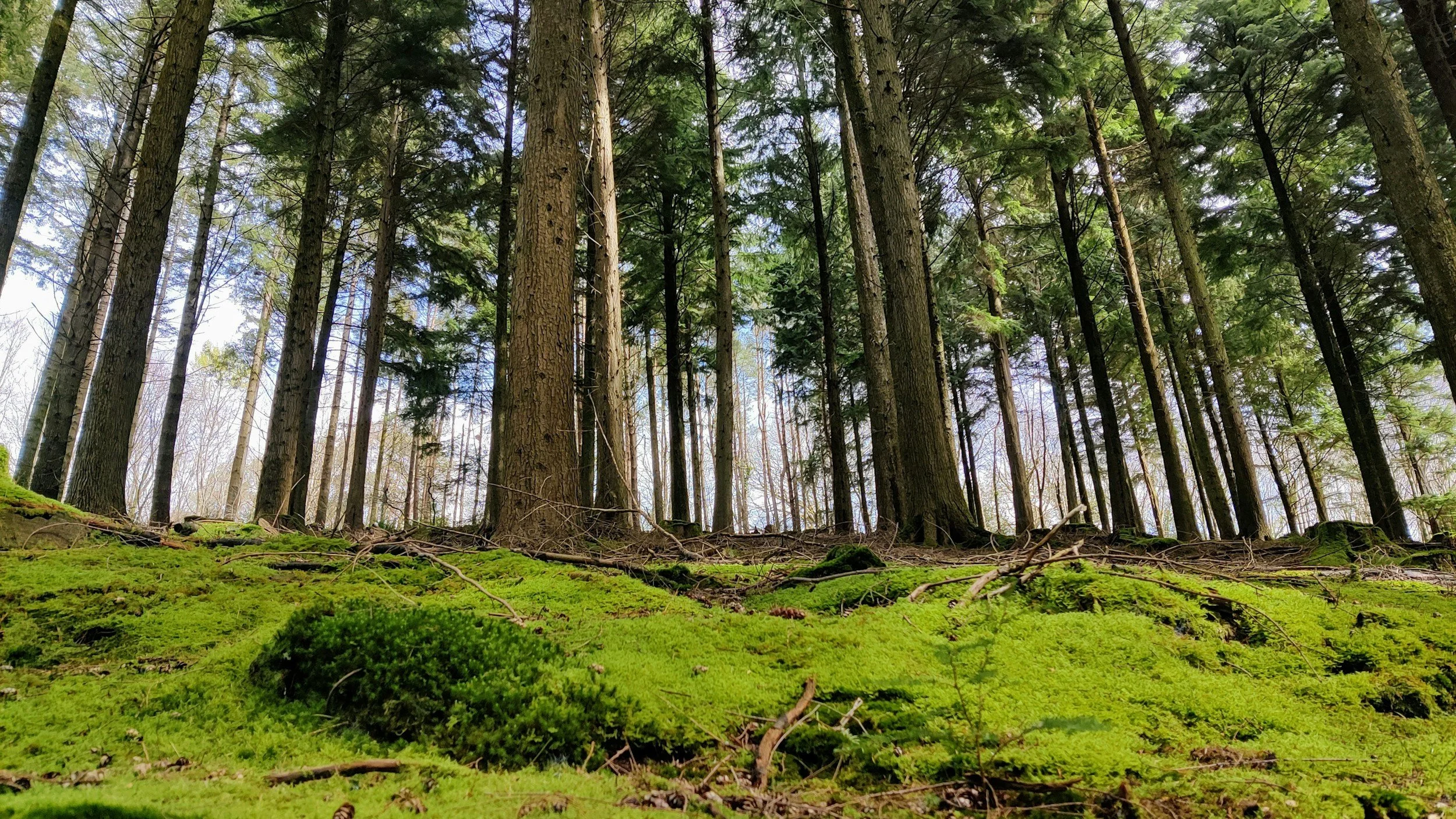 A dense forest with tall trees and a moss-covered ground.