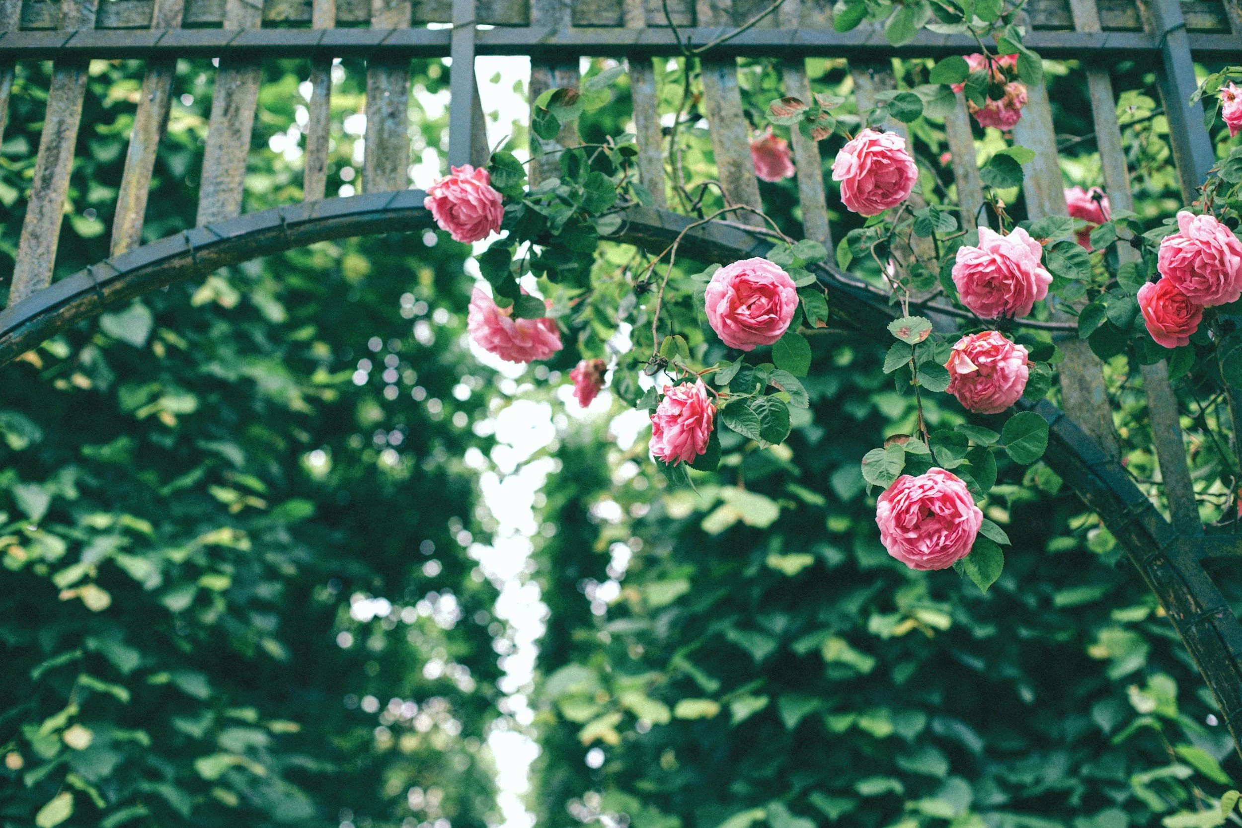 Pink roses growing on a vine over a metal archway in a garden.