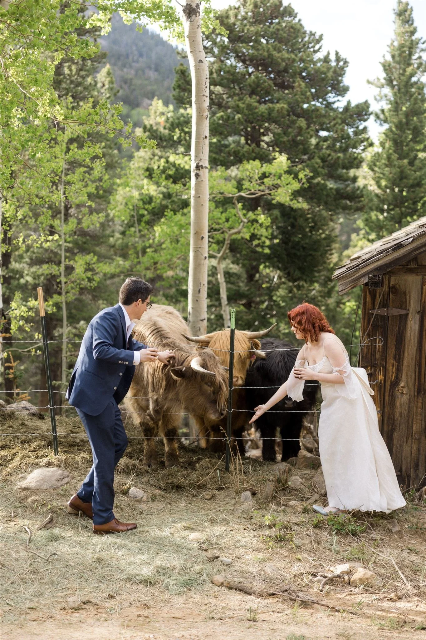 Bride and groom feeding Scottish Highland cows in a rustic outdoor setting with trees and a wooden structure.