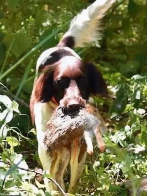 Tracking &amp; Forest Clinic with Sondra Rolison