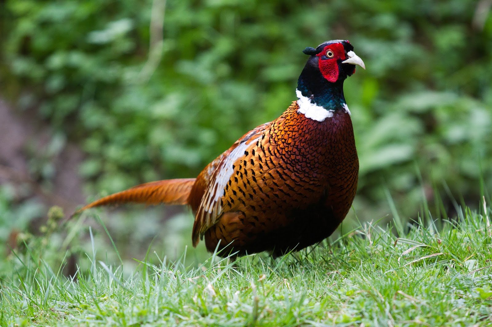 Pheasant