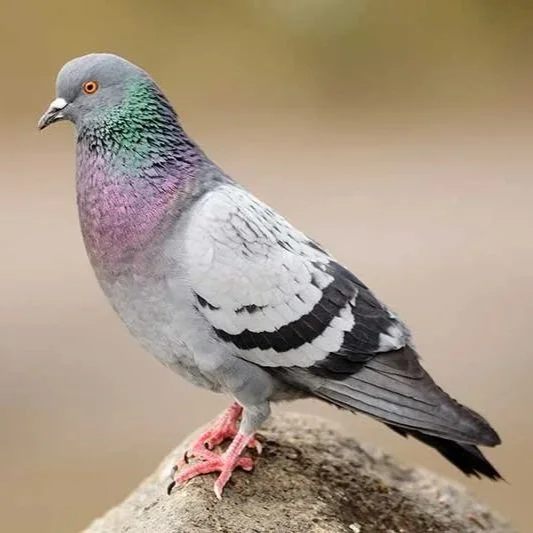 Pigeon