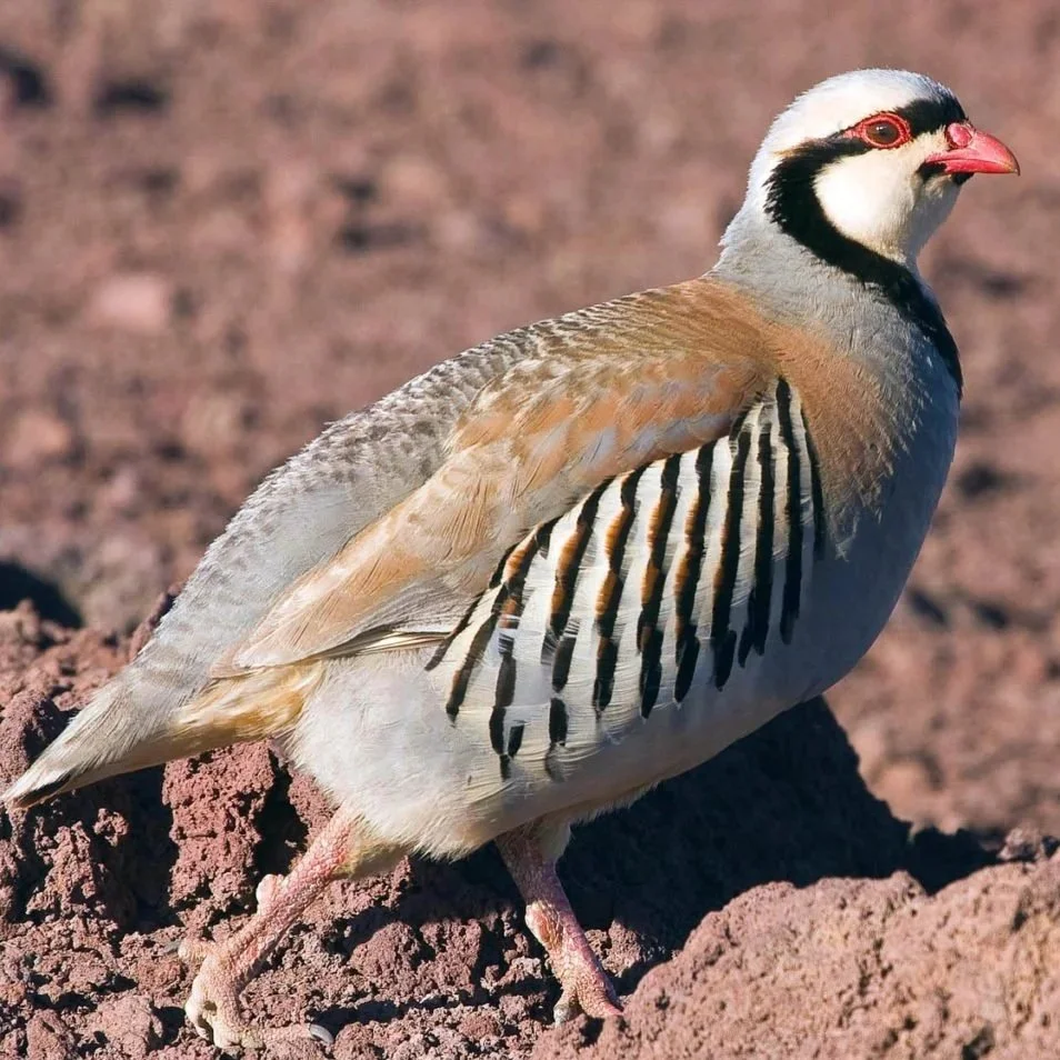 Chukar Partridge