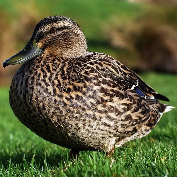 Mallard Duck