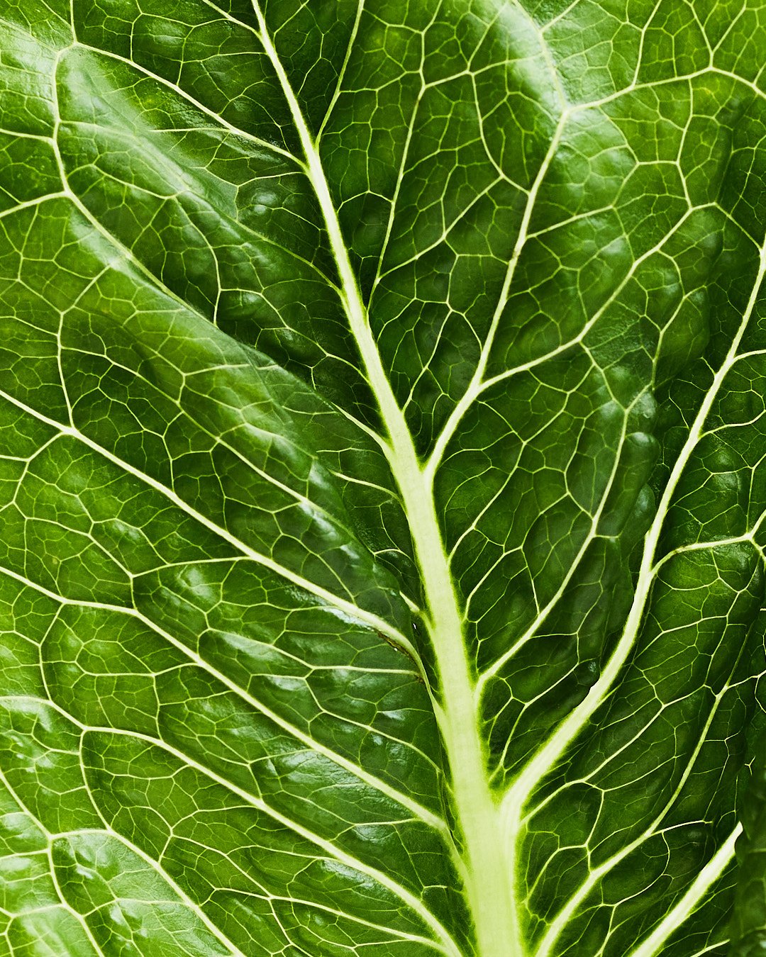 POST SUN RECOVERY PRODUCE _LOW RES_2.jpg