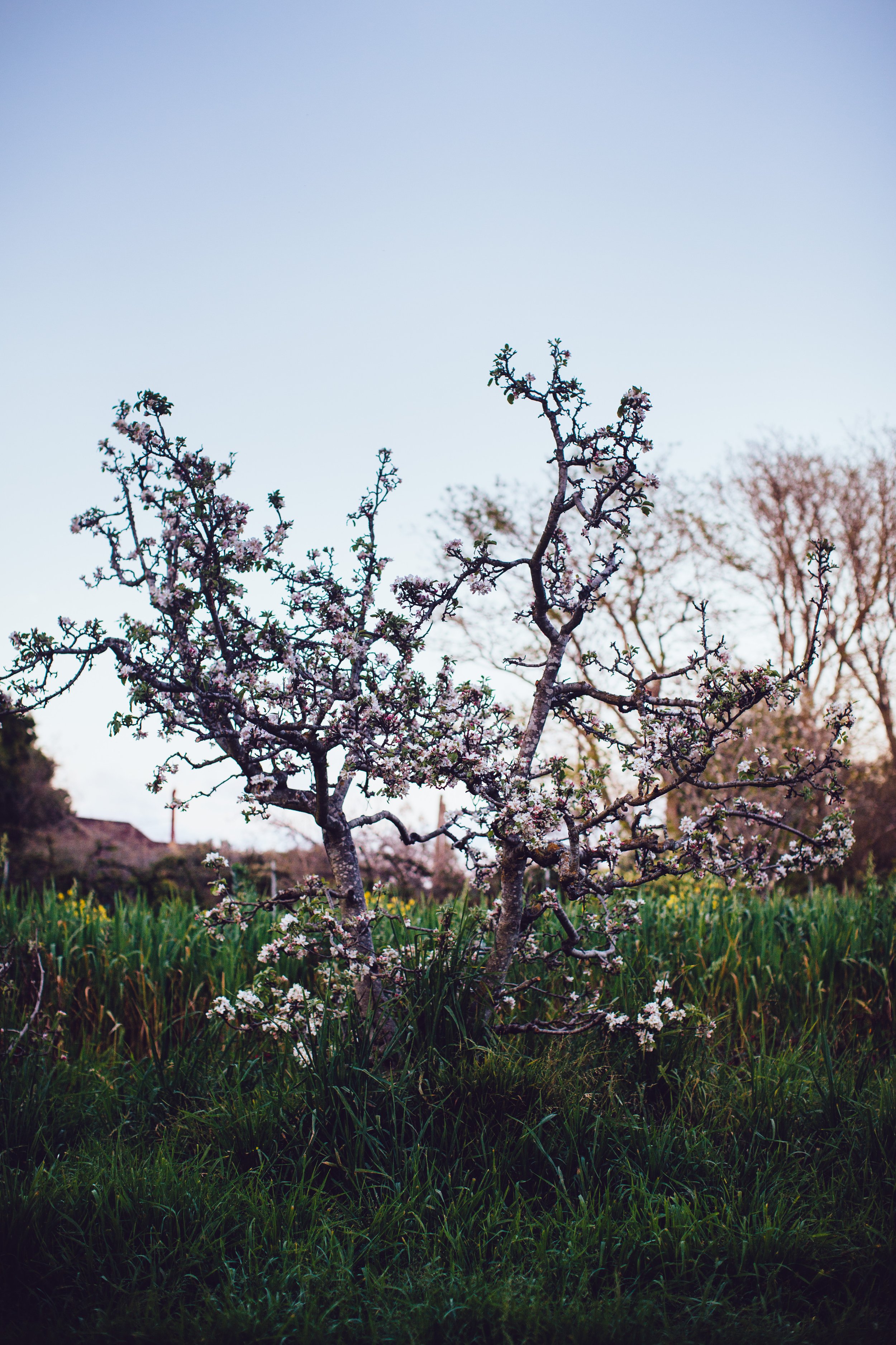 Apple Tree in Bloom Spring.jpeg