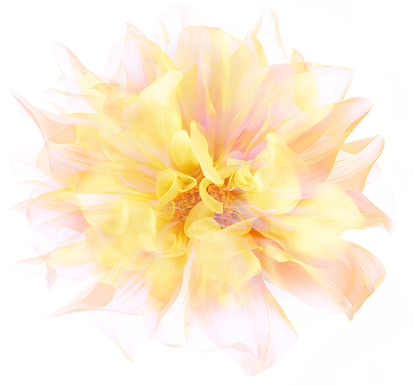 Diaphanous Dahlia
