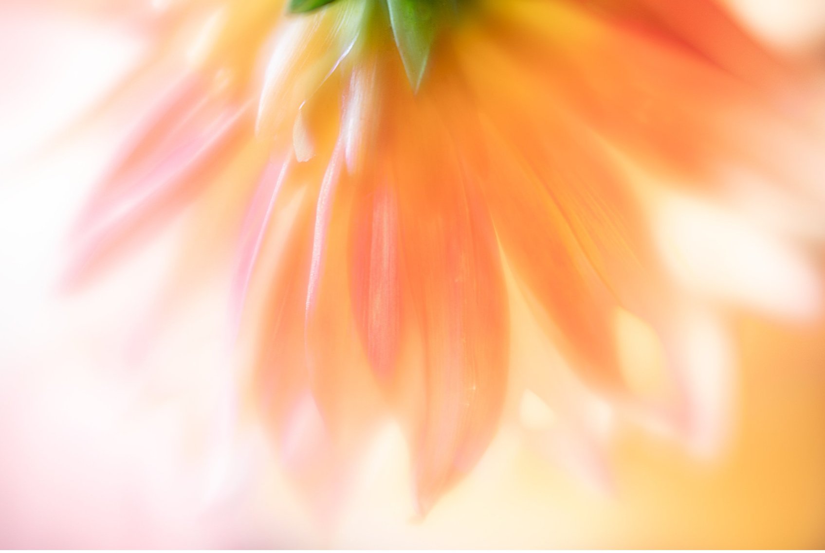 Dawn