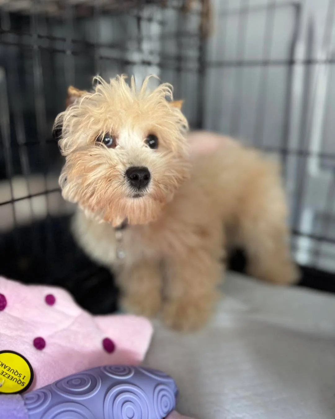 🆘🚑🚨 SOS INCOMING🚨🚑

It&rsquo;s been an intense rescue weekend. Along with our rescue partner we managed to rescue 157 dogs.  50 of these deserving dogs are headed back to Seattle.  We are in desperate need of fosters  We have puppies, and mom an