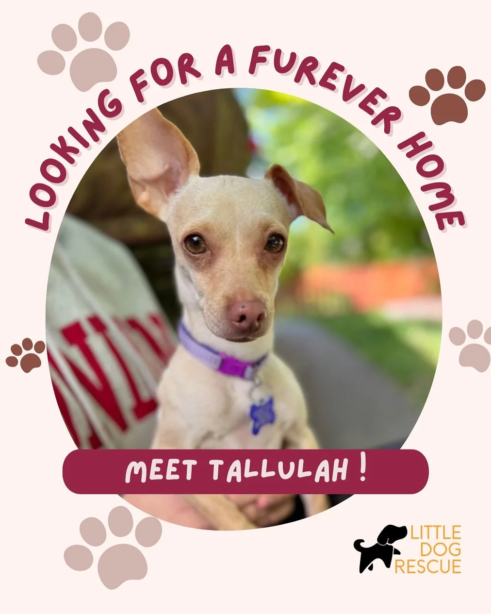 ✨ Meet Tallulah ✨
This tiny lovebug is all heart 💛 Tallulah is a gentle, sensitive soul who&rsquo;s happiest when she&rsquo;s close to her people&mdash;whether snuggled on your lap, curled at your feet, or joining you for a cozy work-from-home day. 