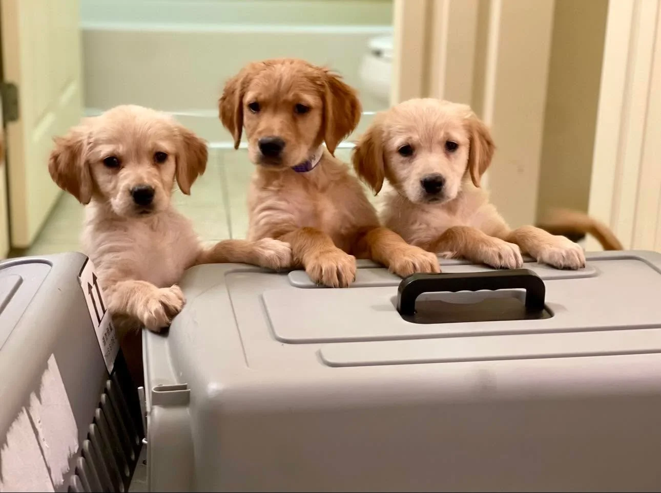 🆘 🚑 ⏰ Immediate Fosters Needed ⏰🚑 🆘

The Goldens Are Coming!!!!

We&rsquo;ve just committed to 2 litters of golden retriever puppies and need immediate fosters in the greater Seattle area. 
The first group arrives on Sunday 7.20 
1 female 
5 male
