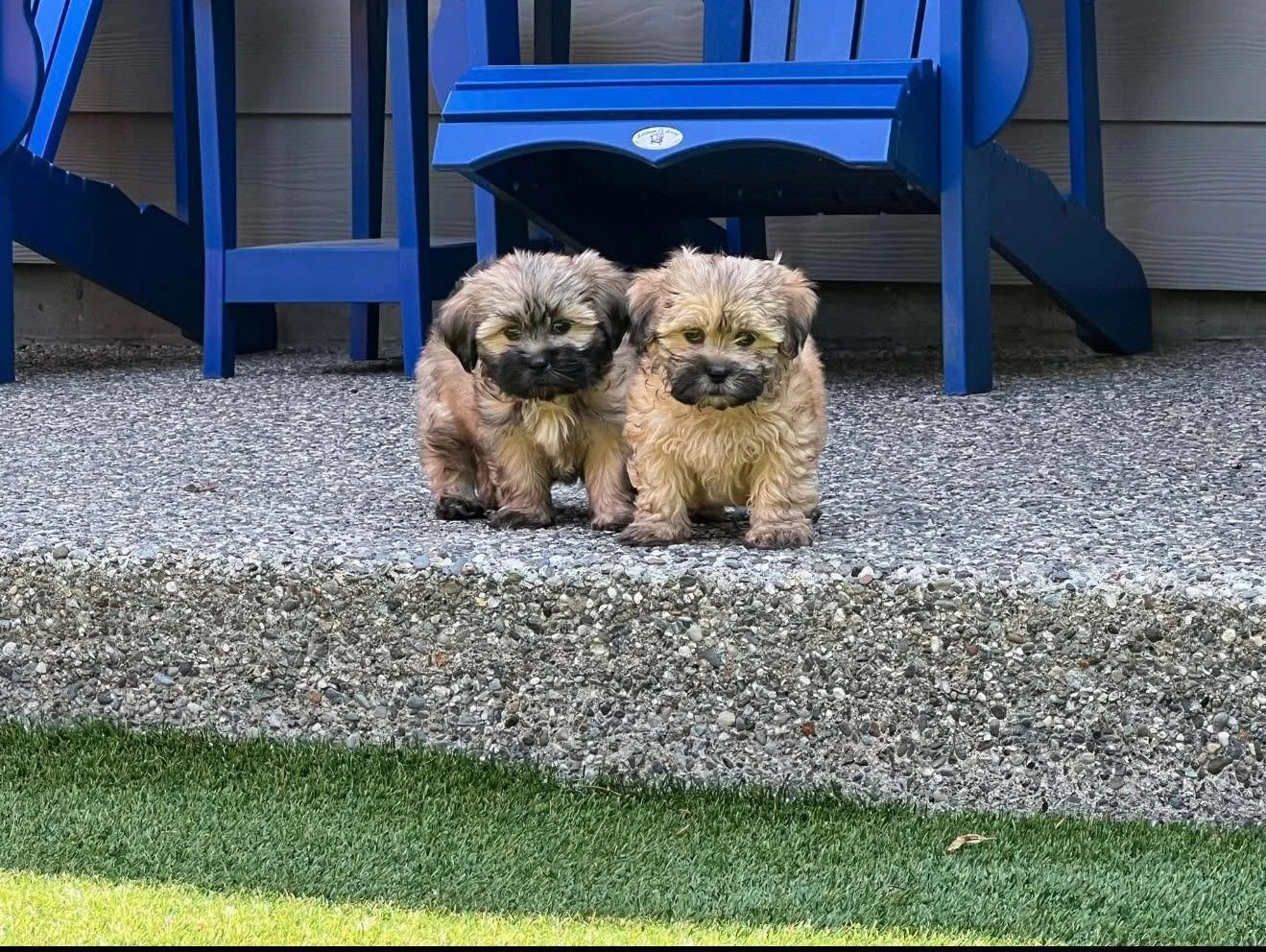 🆘 ⏰ Please help ⏰ 🆘 

Fosters needed this week for 4 puppies and and a shy one year old havanese boy. 

We are stuck at the moment with 5 dogs having no place to go. 

ShihTzu Boy puppies 10 weeks x 2 
Teddy Pom Boy puppies 10 weeks x 2 
Havanese M