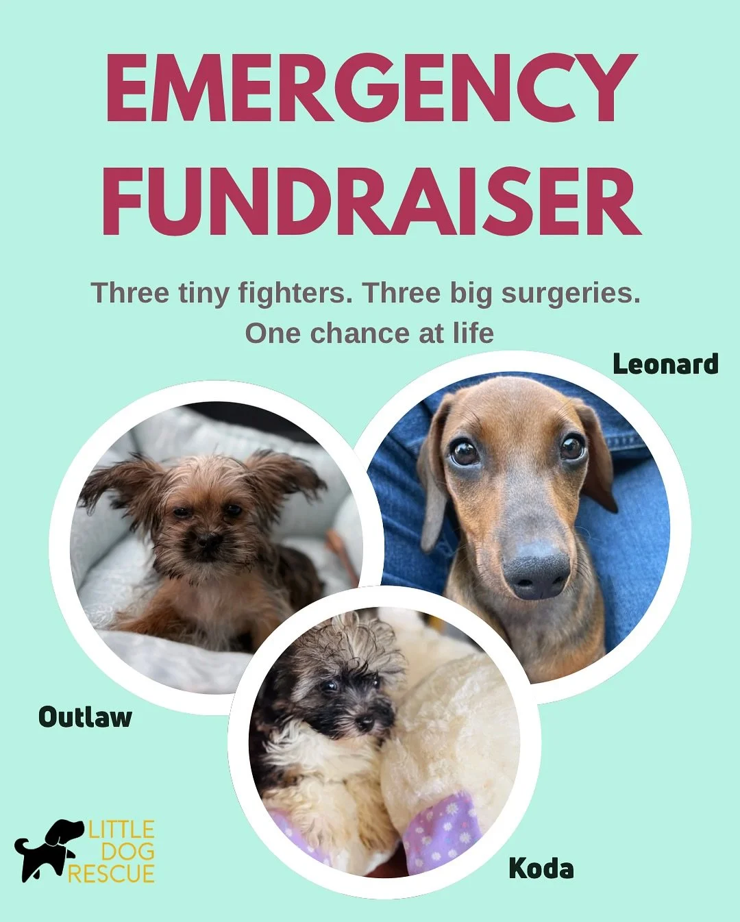 🚨 Emergency Fundraiser 🚨

Our rescue is facing an unprecedented challenge. Three young puppies &mdash; all with severe, complex medical conditions &mdash; require urgent and costly interventions within the same month.
	&bull;	Leonard (Dachshund) ha