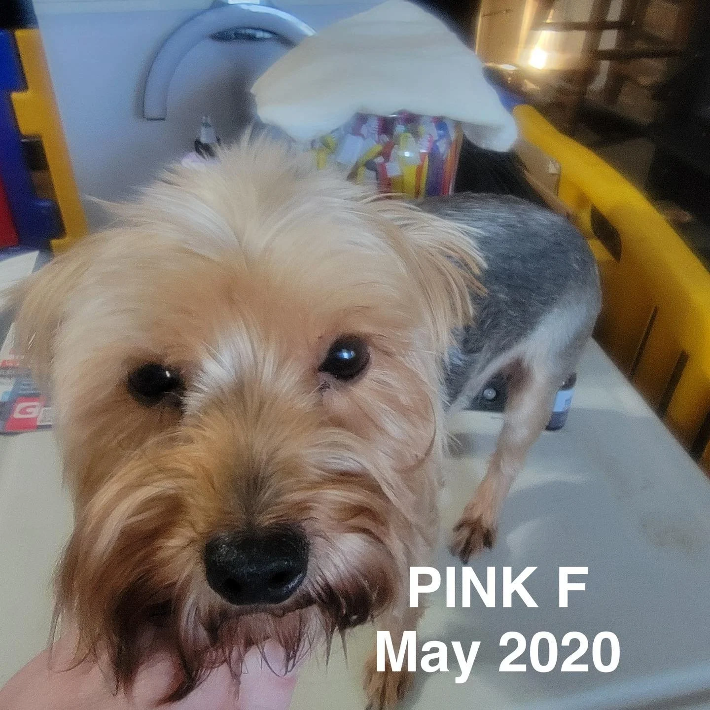🚨🆘 🚑  We need your help!!!! 🚑 🆘 🚨

IMMEDIATE FOSTERS NEEDED
We are in desperate need of fosters. 
We were just asked to take in 6 Yorkies and 2 Toy Poodles from a local breeder who&rsquo;s getting out of breeding. We have nowhere for them to go