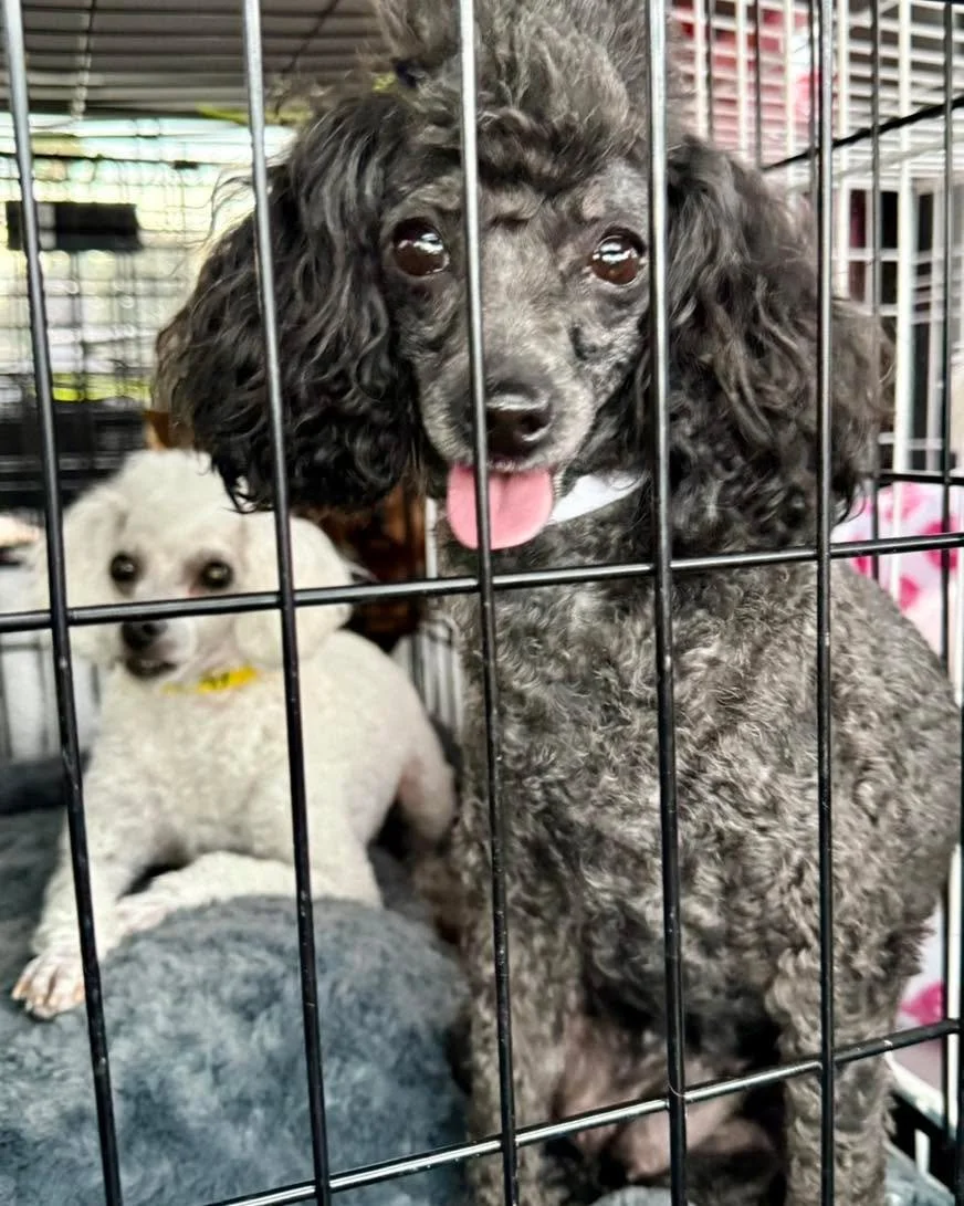 ***IMMEDIATE FOSTER NEEDED***
Charlee and Harlee
These beautiful bonded sisters are looking for a soft place to land. 
DOB 3/24/22
Approximately 7lbs each
SUPER friendly and outgoing
These two are beautiful little poodles with sparkling personalities