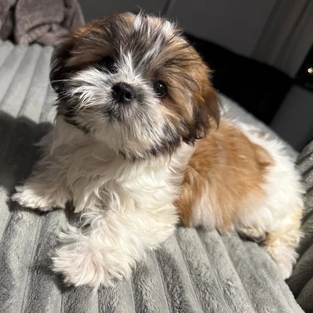🚨 We&rsquo;re on another rescue run! 🚨

Over 40 dogs are heading our way &mdash; shipoos, poodles, morkies, maltese, and maltipoos &mdash; a mix of tiny puppies and loving adults all waiting for a second chance. 🐾💛

They&rsquo;ll be arriving this